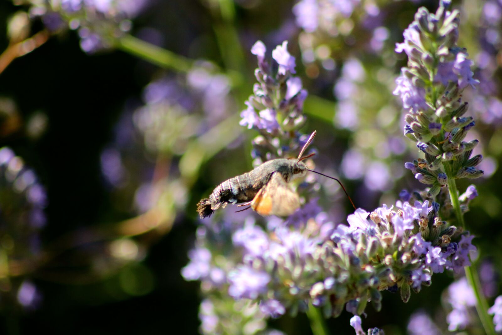 Canon EOS 750D (EOS Rebel T6i / EOS Kiss X8i) sample photo. Hummingbird hawk moth, moth photography