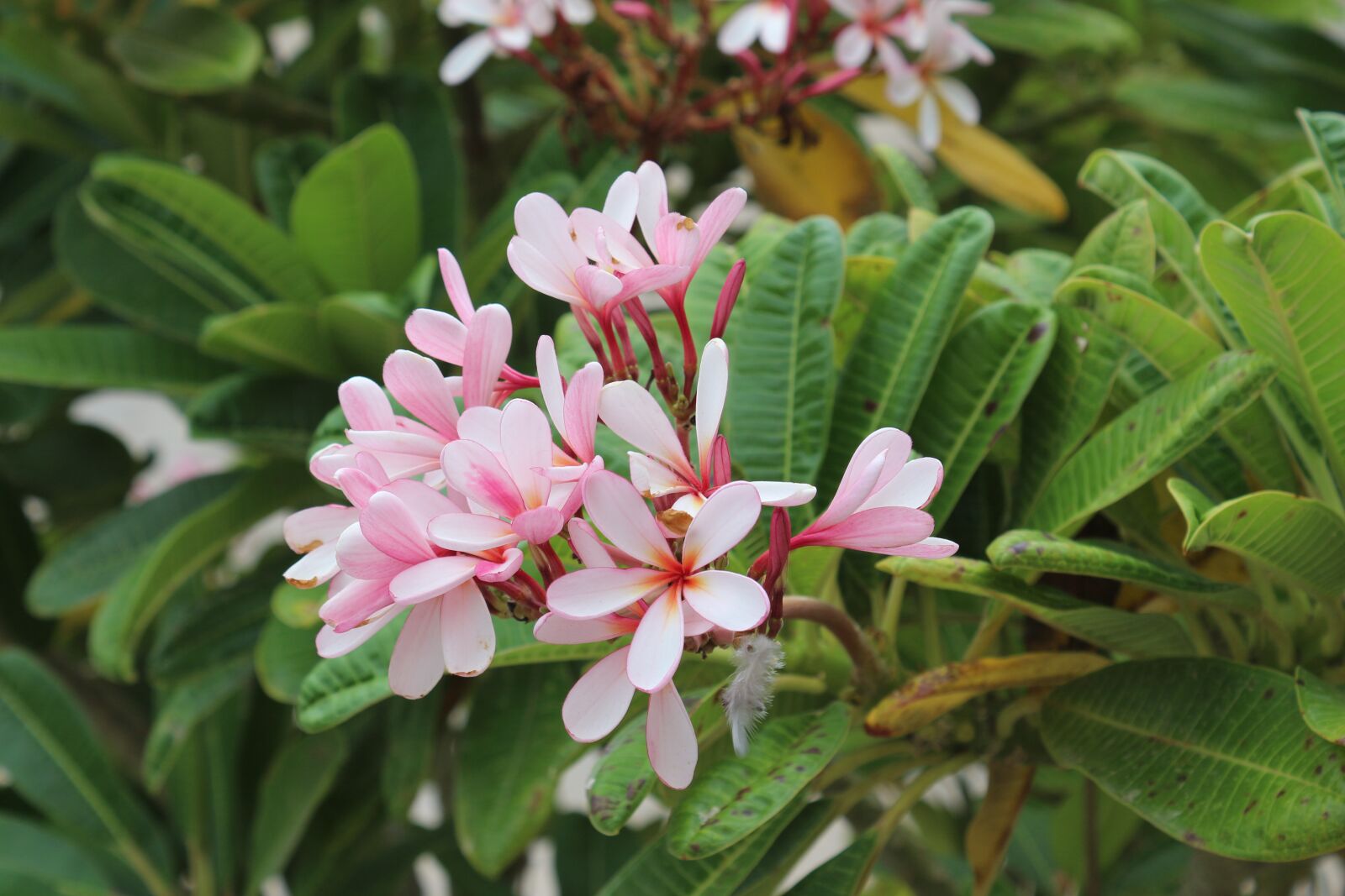 Canon EOS 700D (EOS Rebel T5i / EOS Kiss X7i) sample photo. Plumeria, red plumeria, flo photography
