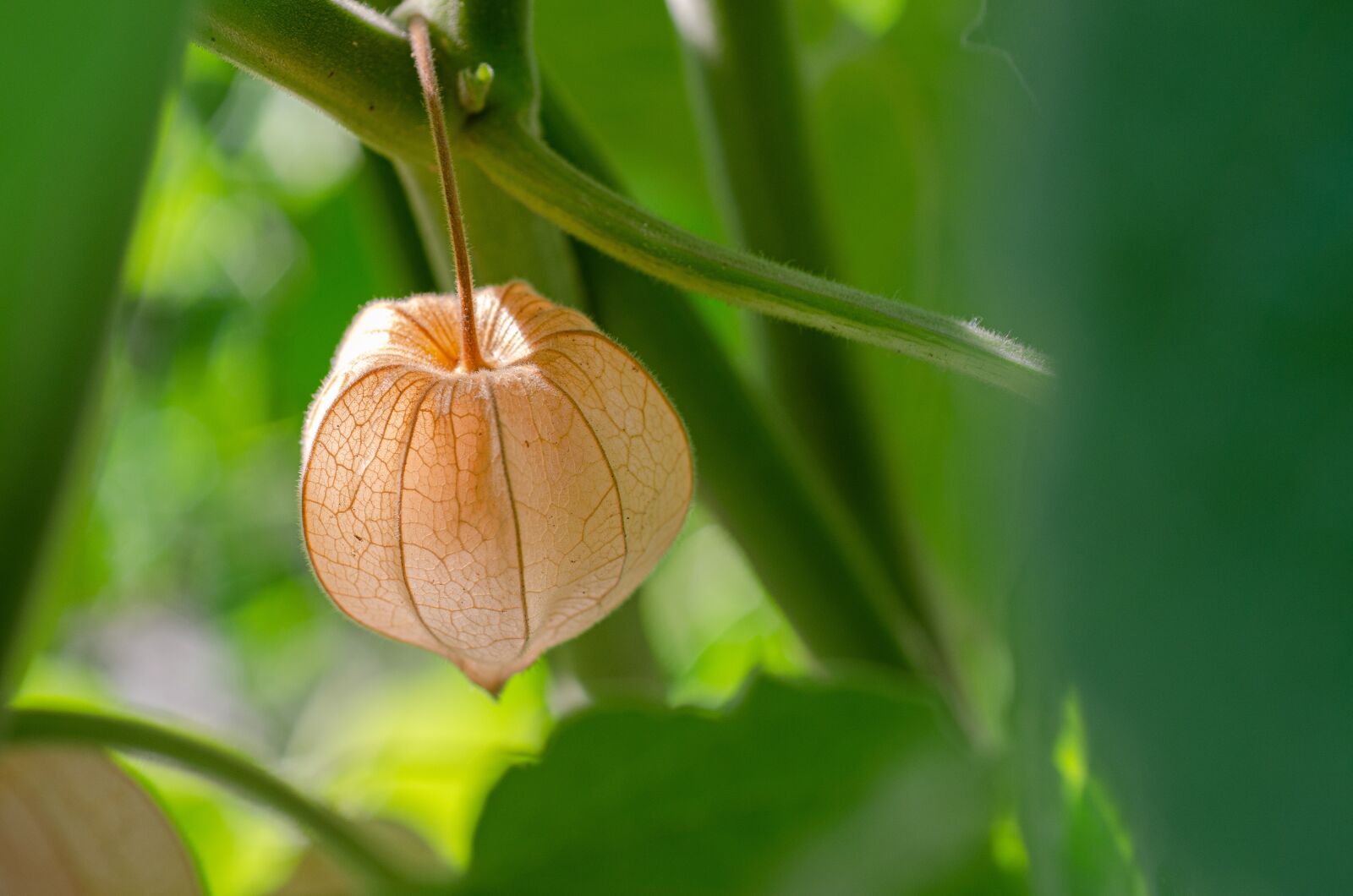 Nikon D7000 sample photo. Physalis, cape gooseberry, andes photography