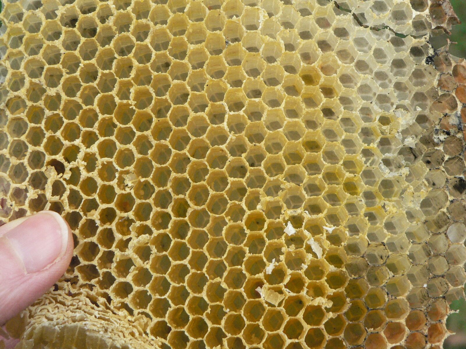 Panasonic DMC-FZ5 sample photo. Cell, hive, beekeeping photography