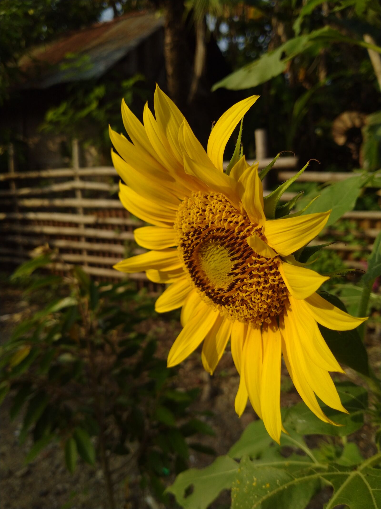 Realme 5I sample photo. Blooms, yellow, sun photography