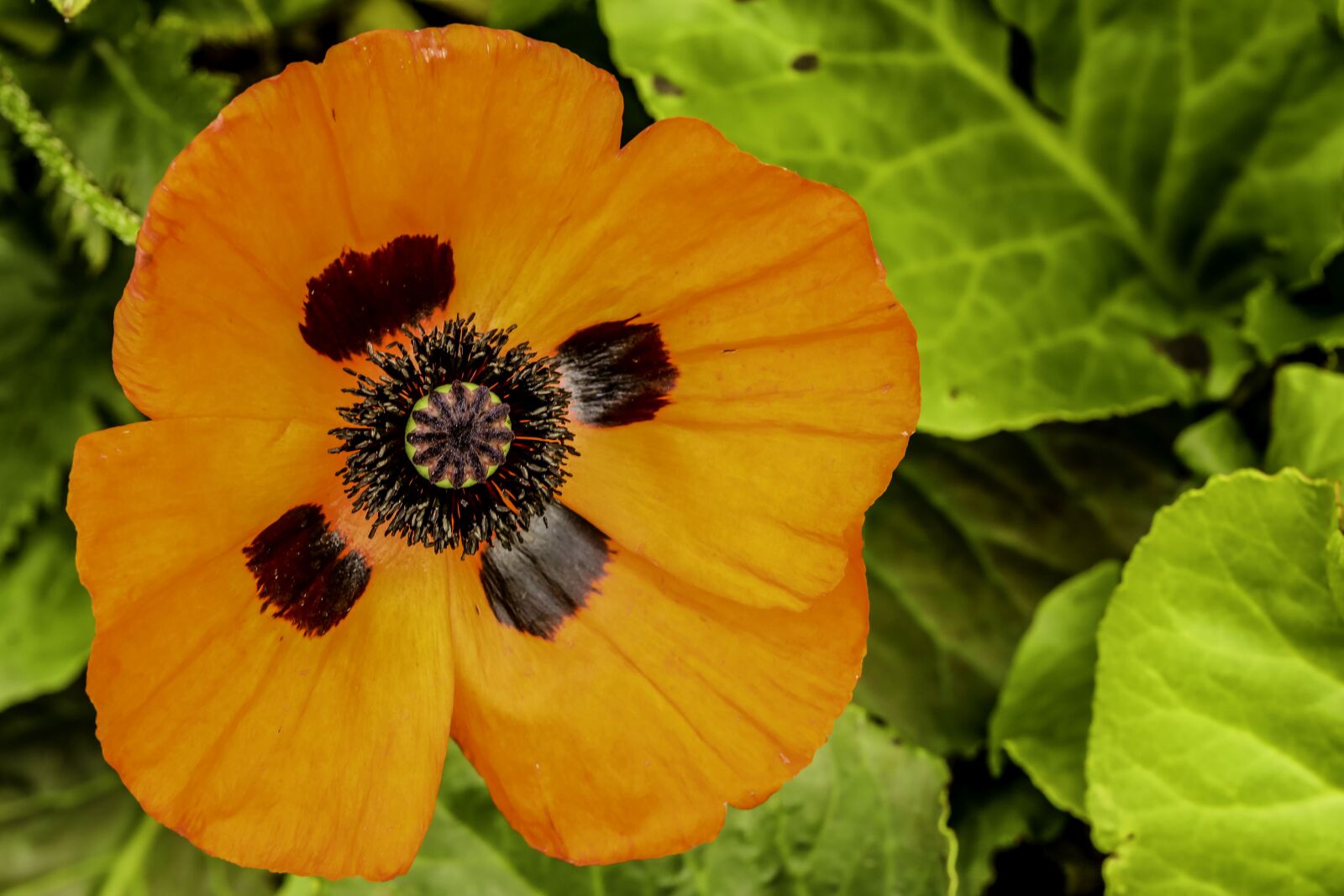 Canon EF 100mm F2.8L Macro IS USM sample photo. Poppy, flower, nature photography