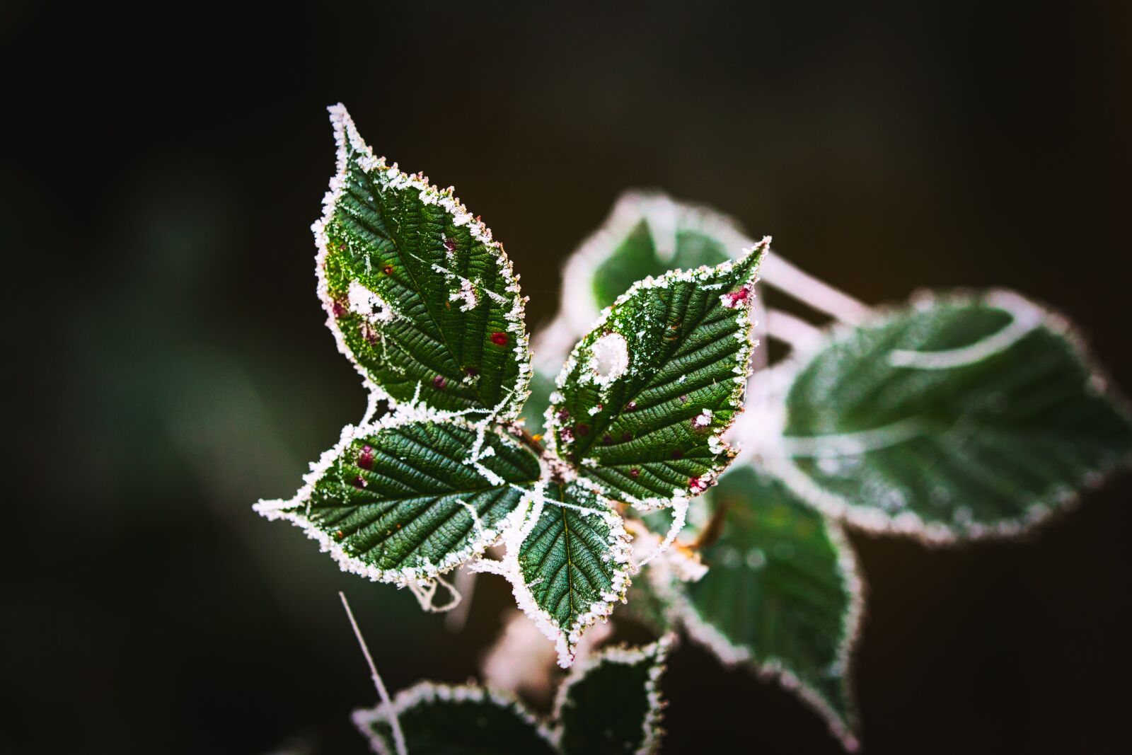 Canon EOS 6D sample photo. Leaves, green, frost photography