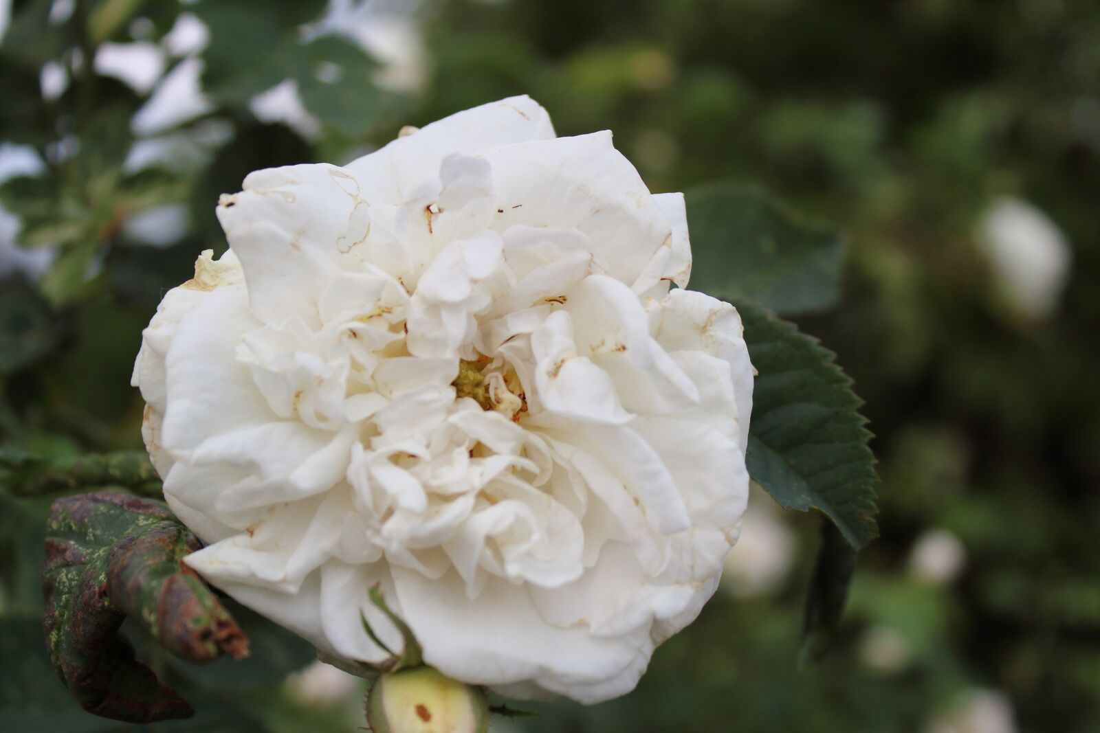 Canon EOS 1300D (EOS Rebel T6 / EOS Kiss X80) sample photo. Flower, rose, white rose photography