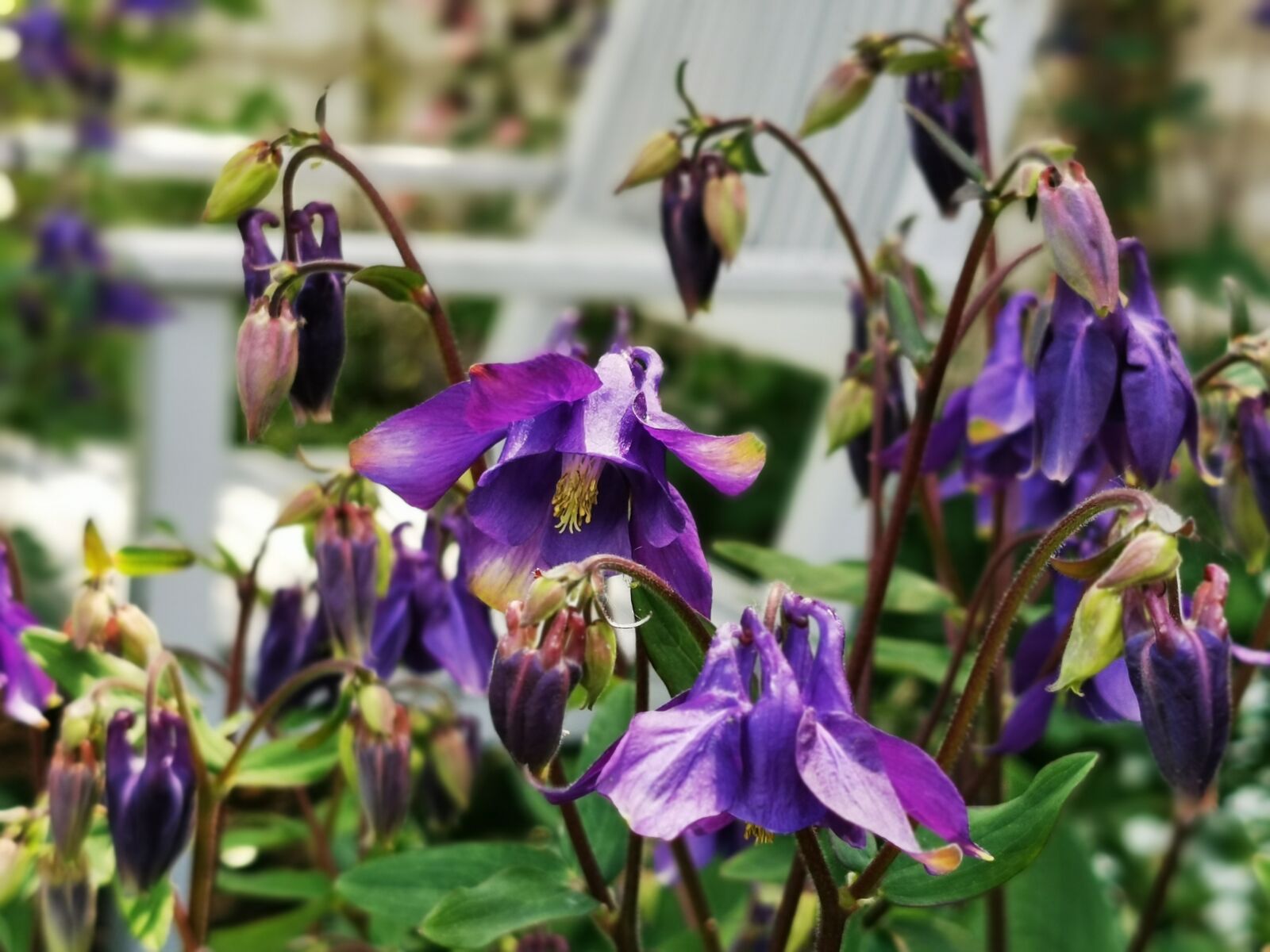 HUAWEI P30 Pro sample photo. Columbines, garden, flowers photography