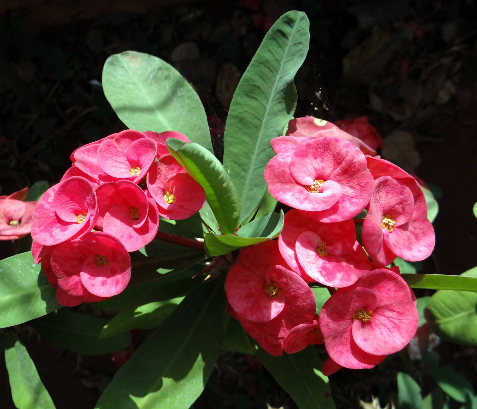 Sony DSC-HX200V sample photo. Euphorbia, pink, flower photography