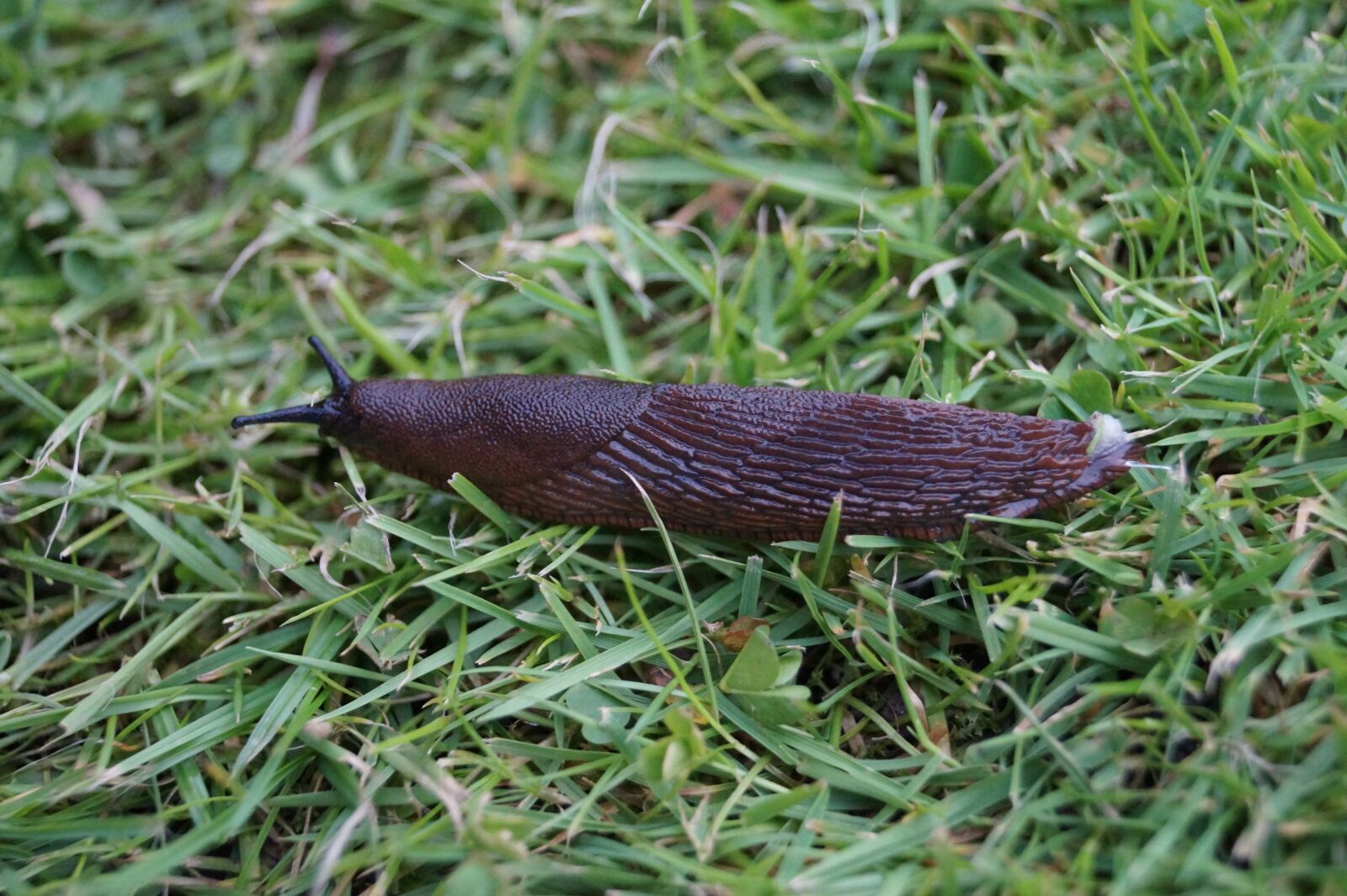 Sony DT 18-55mm F3.5-5.6 SAM II sample photo. Slug, land snail, creature photography