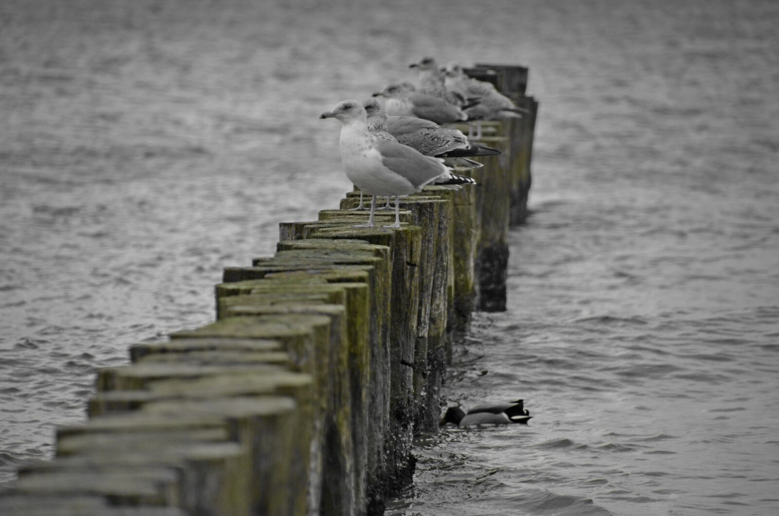 Nikon D5100 sample photo. Gulls, baltic sea, groyne photography