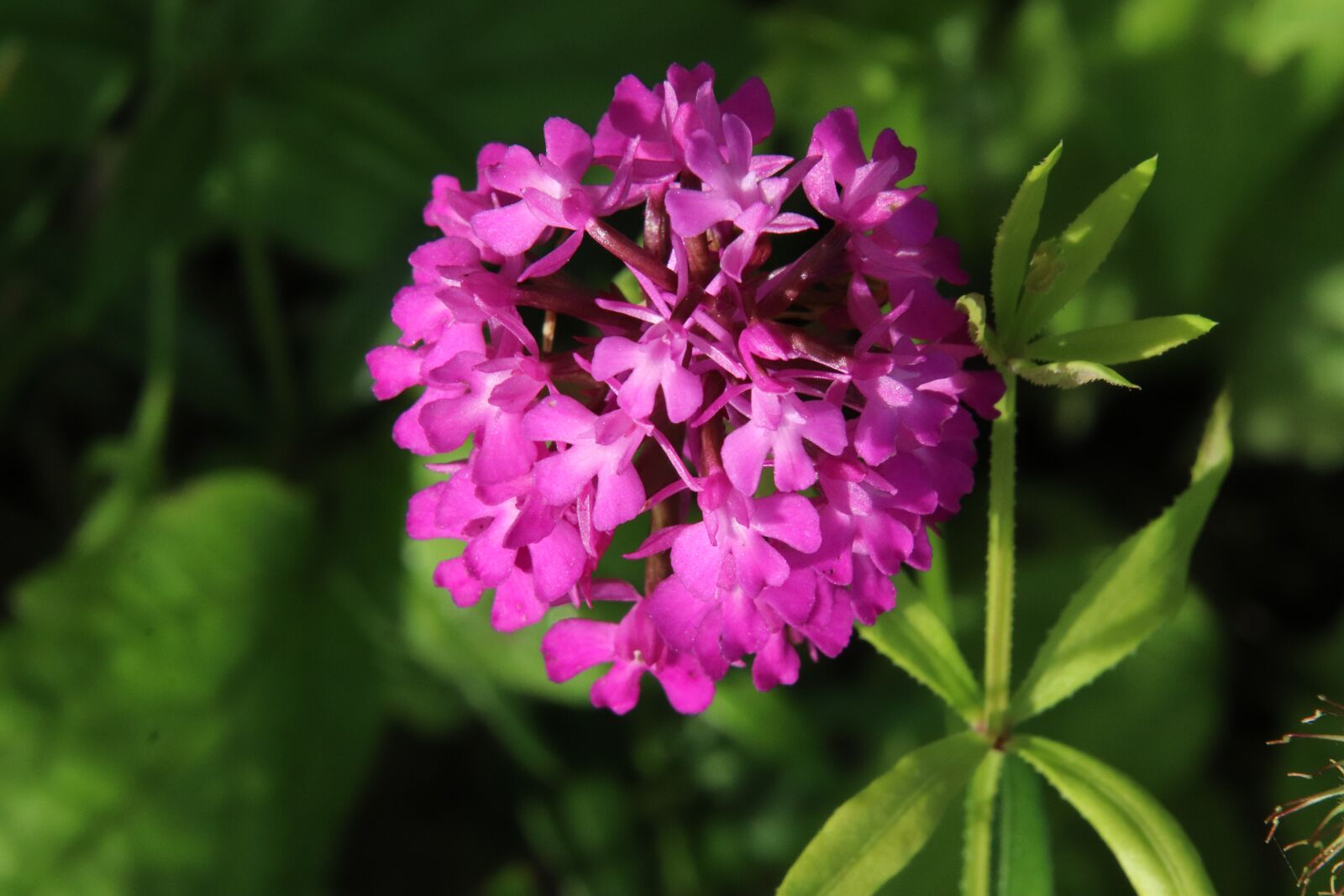 Canon EOS 800D (EOS Rebel T7i / EOS Kiss X9i) sample photo. Wild orchid, flowers, plants photography