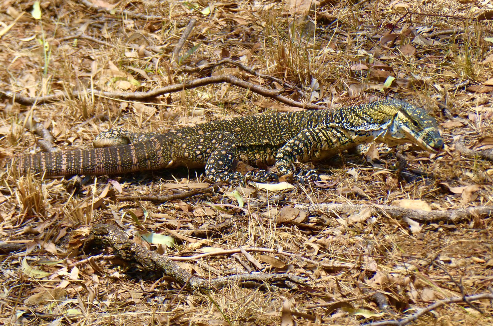 Panasonic Lumix DC-ZS70 (Lumix DC-TZ90) sample photo. Goanna, australia, lizard photography