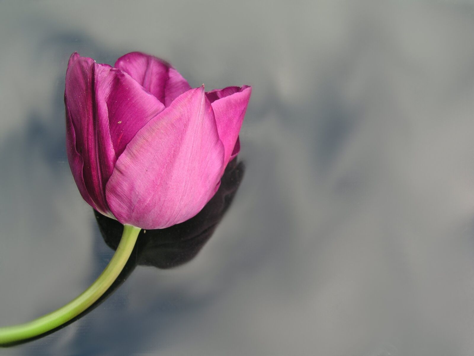 Olympus C5050Z sample photo. Tulip, flower, spring photography