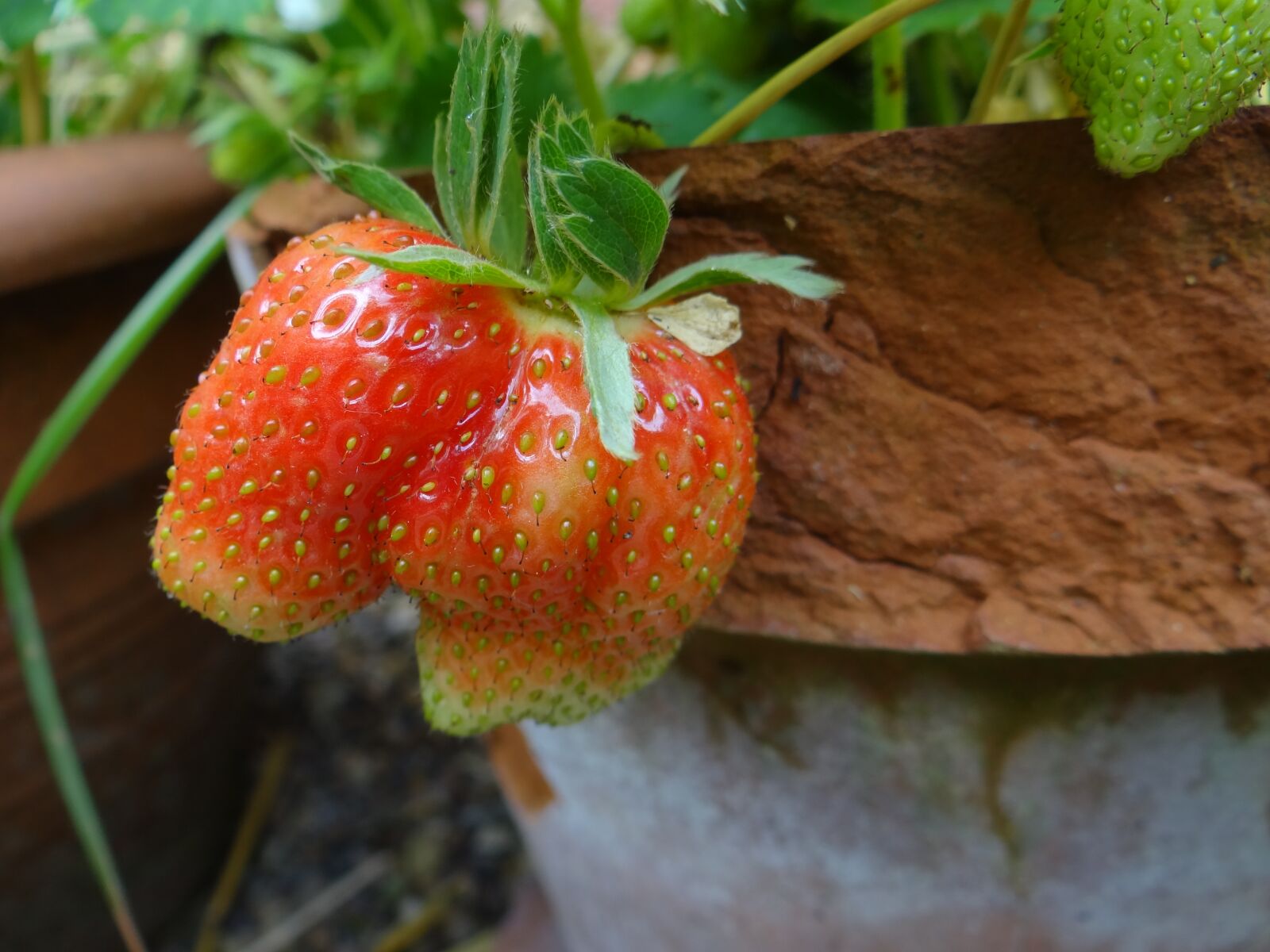 Sony Cyber-shot DSC-HX100V sample photo. Strawberry, berry, summer photography