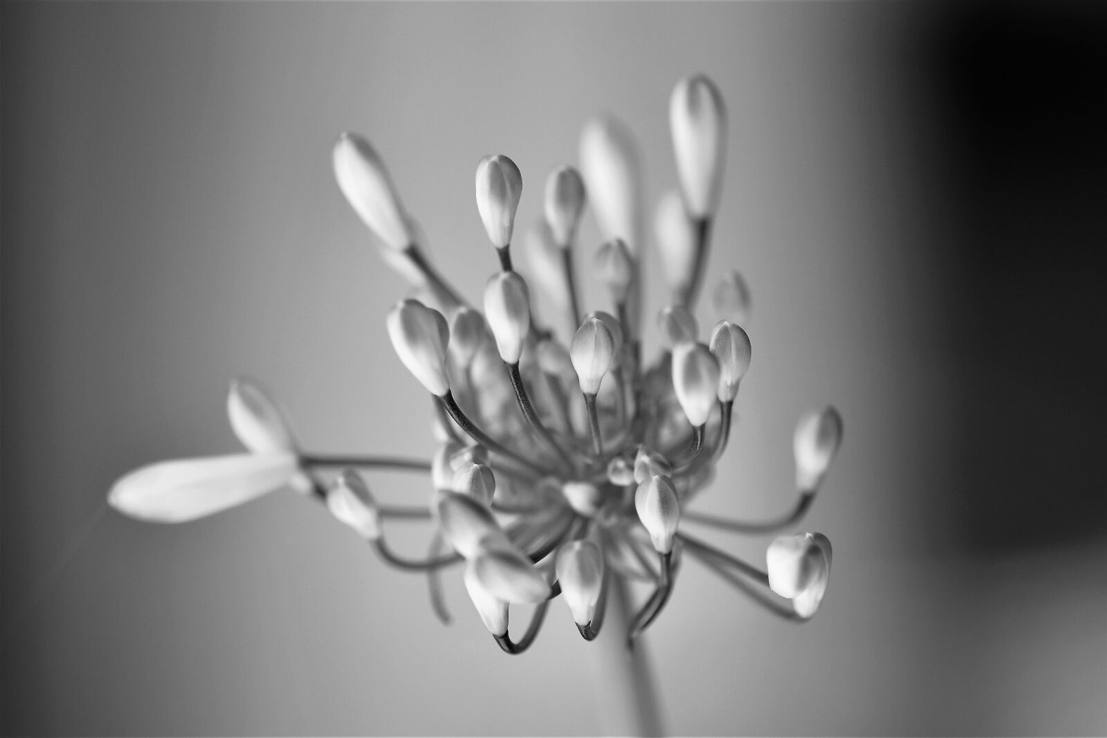Nikon D5500 sample photo. Black and white, flower photography