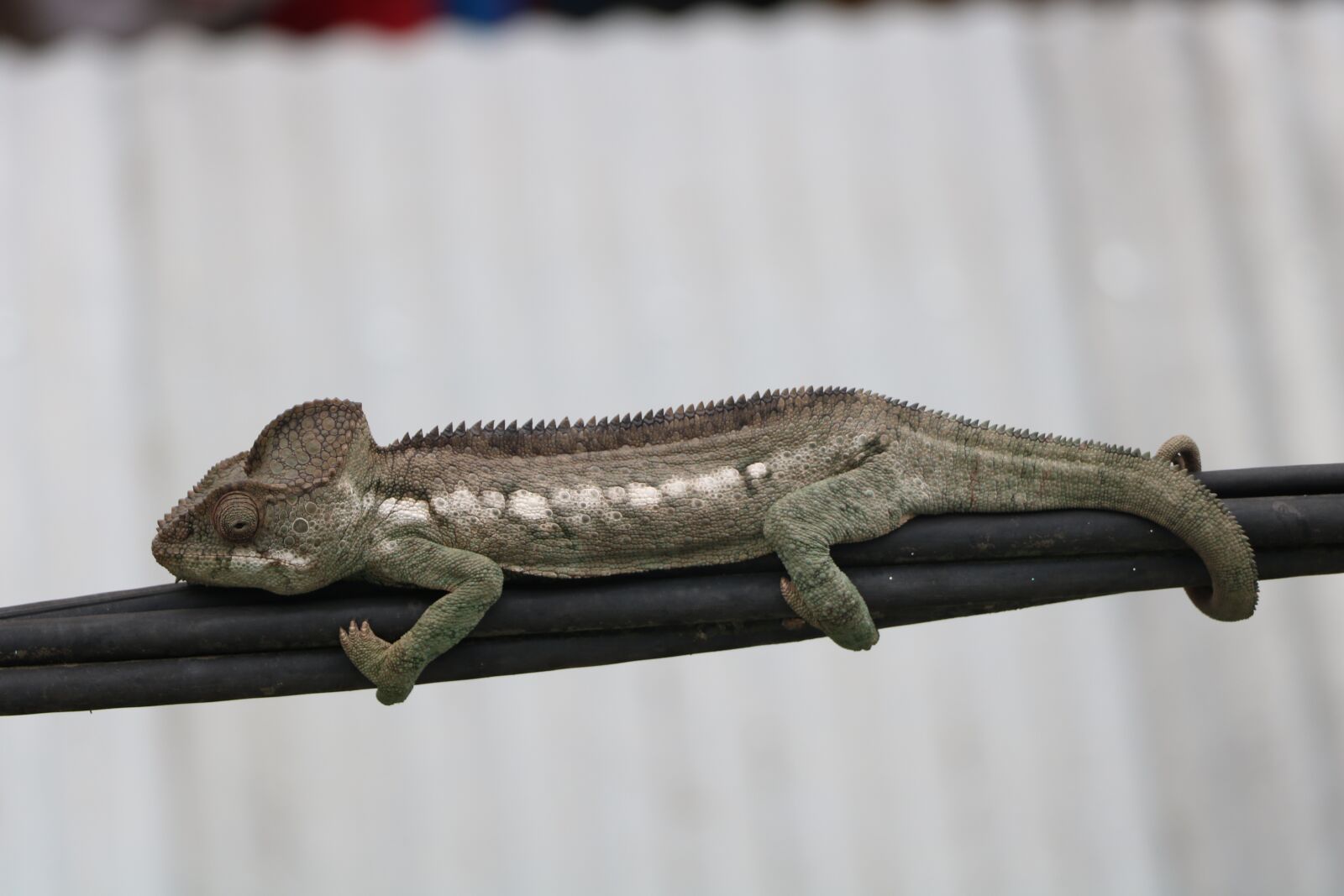 Canon EOS 760D (EOS Rebel T6s / EOS 8000D) sample photo. Animal, bokeh, lizard photography