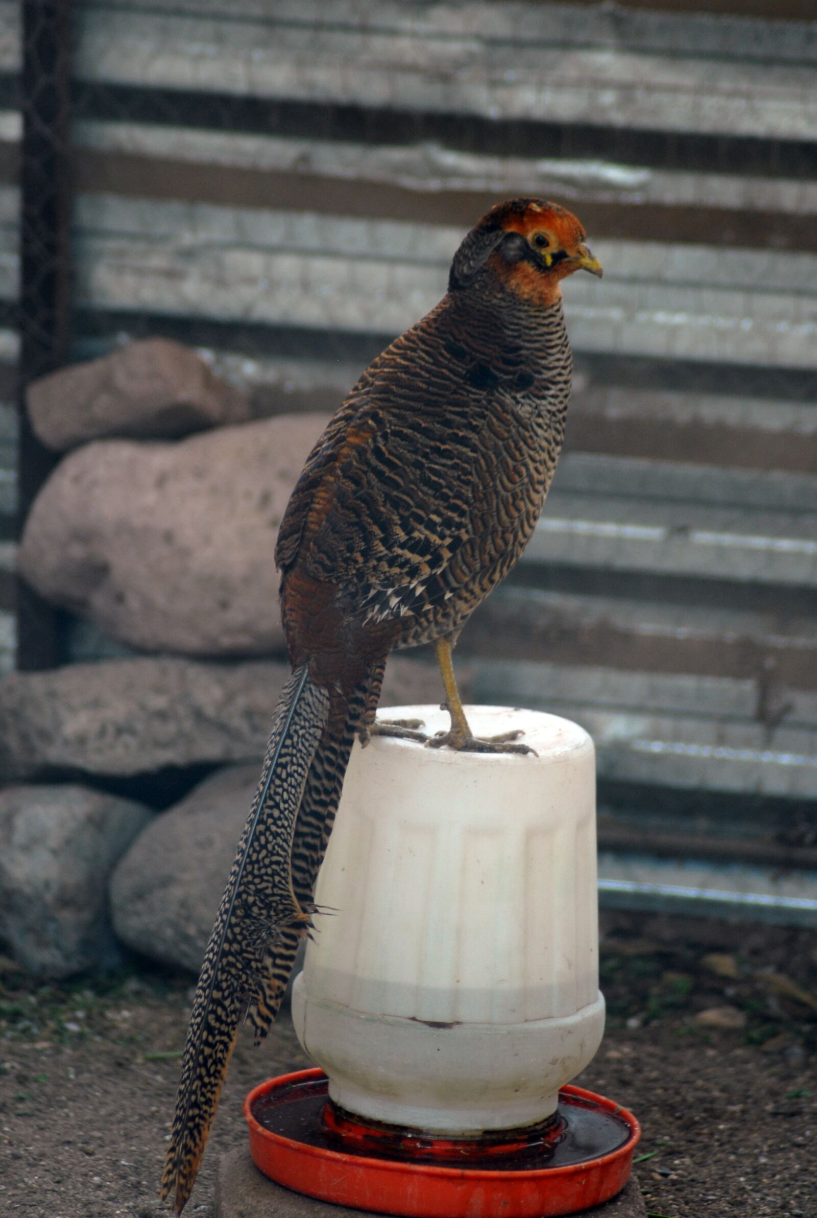 Nikon D200 sample photo. Ave, animal, feathers photography