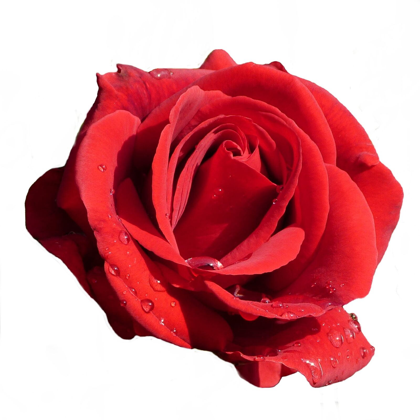 Panasonic Lumix DMC-FZ150 sample photo. Rose, red, blossom photography