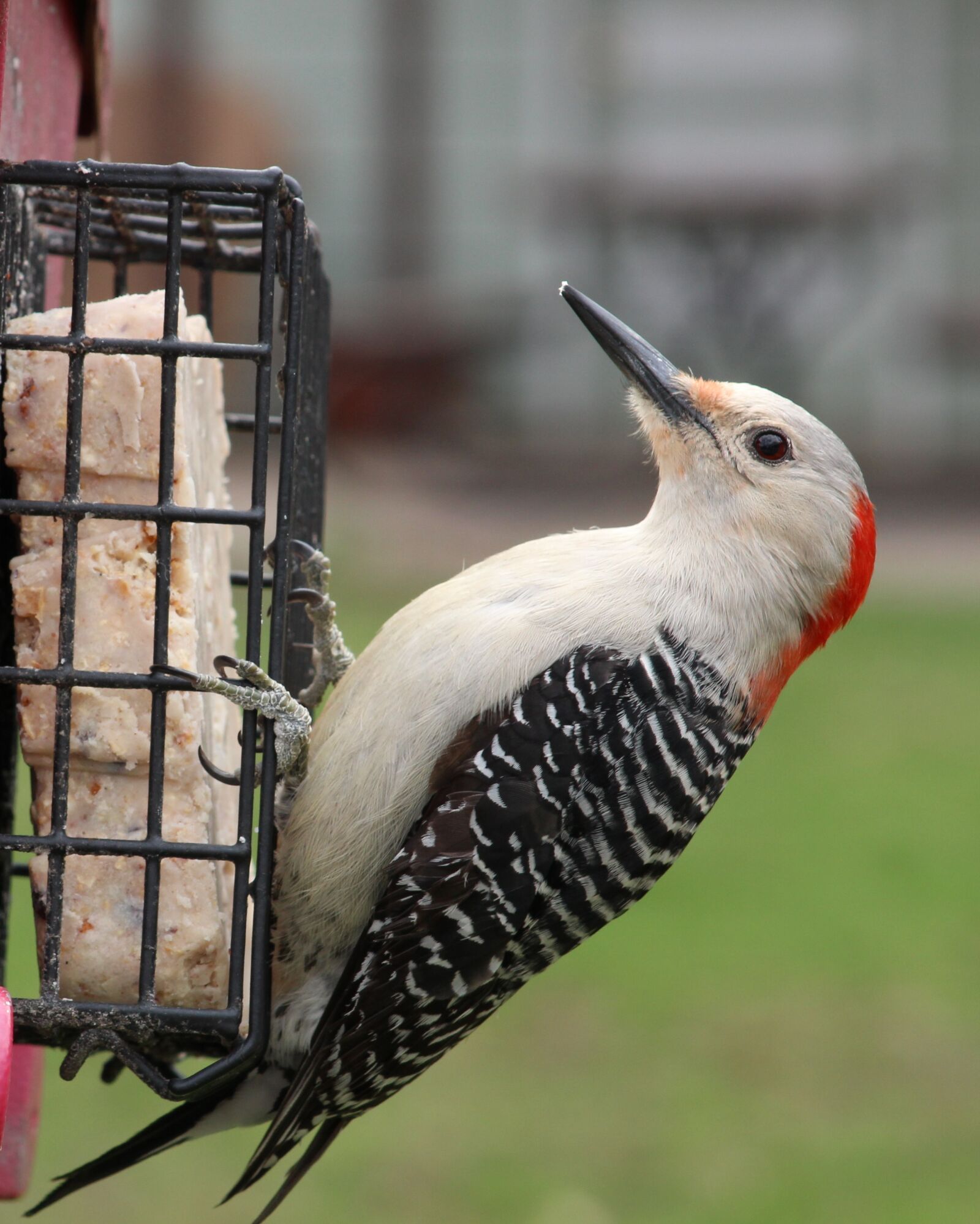 Canon EF 75-300mm f/4-5.6 sample photo. Red bellied woodpecker, feeder photography