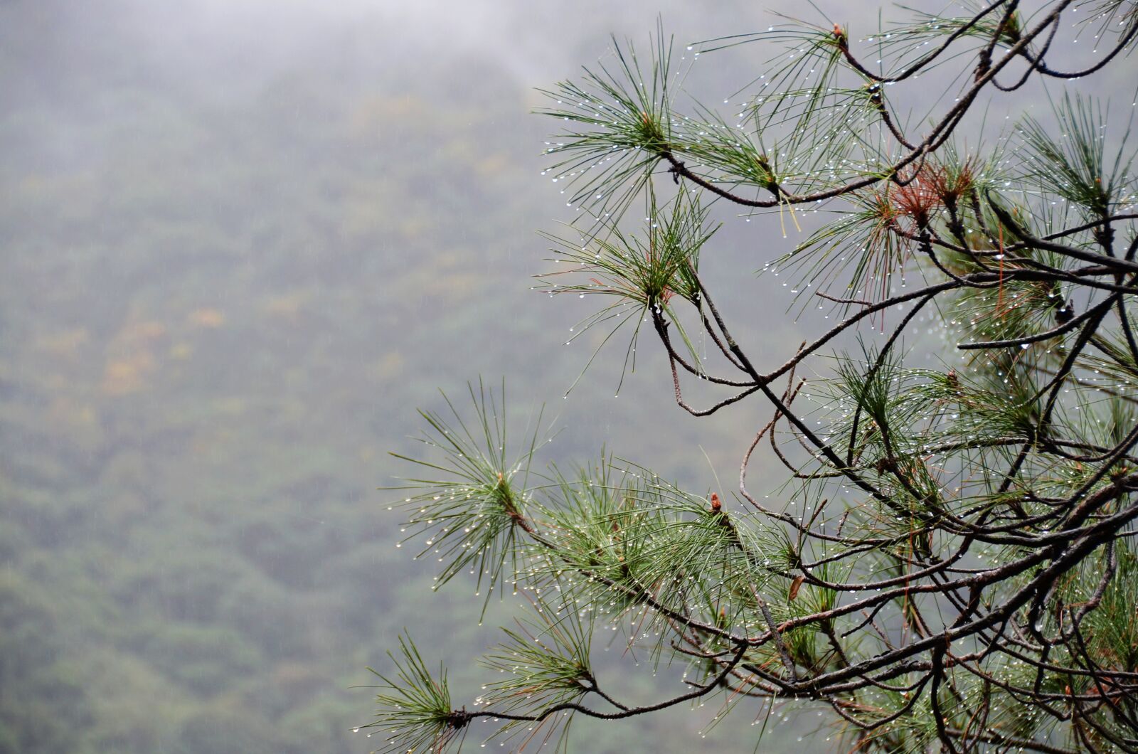 Nikon D5100 sample photo. Pine, tree, water droplets photography