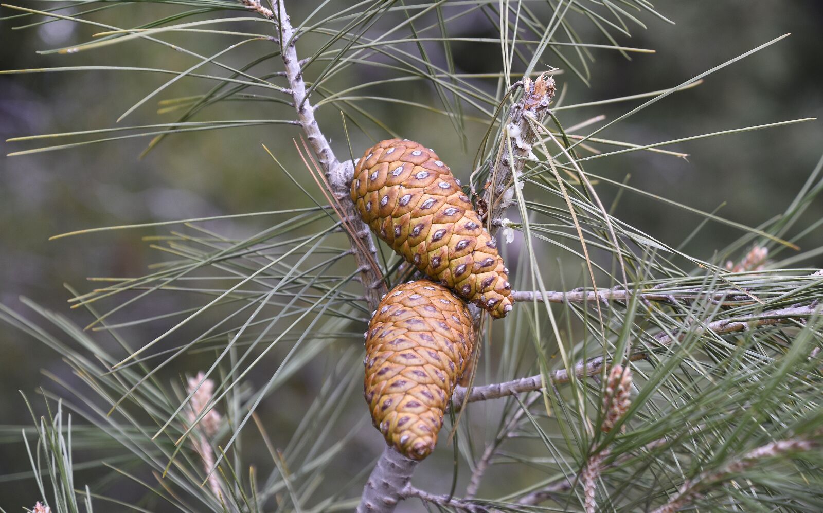 Nikon D7200 sample photo. Nature, tree, sewing needle photography