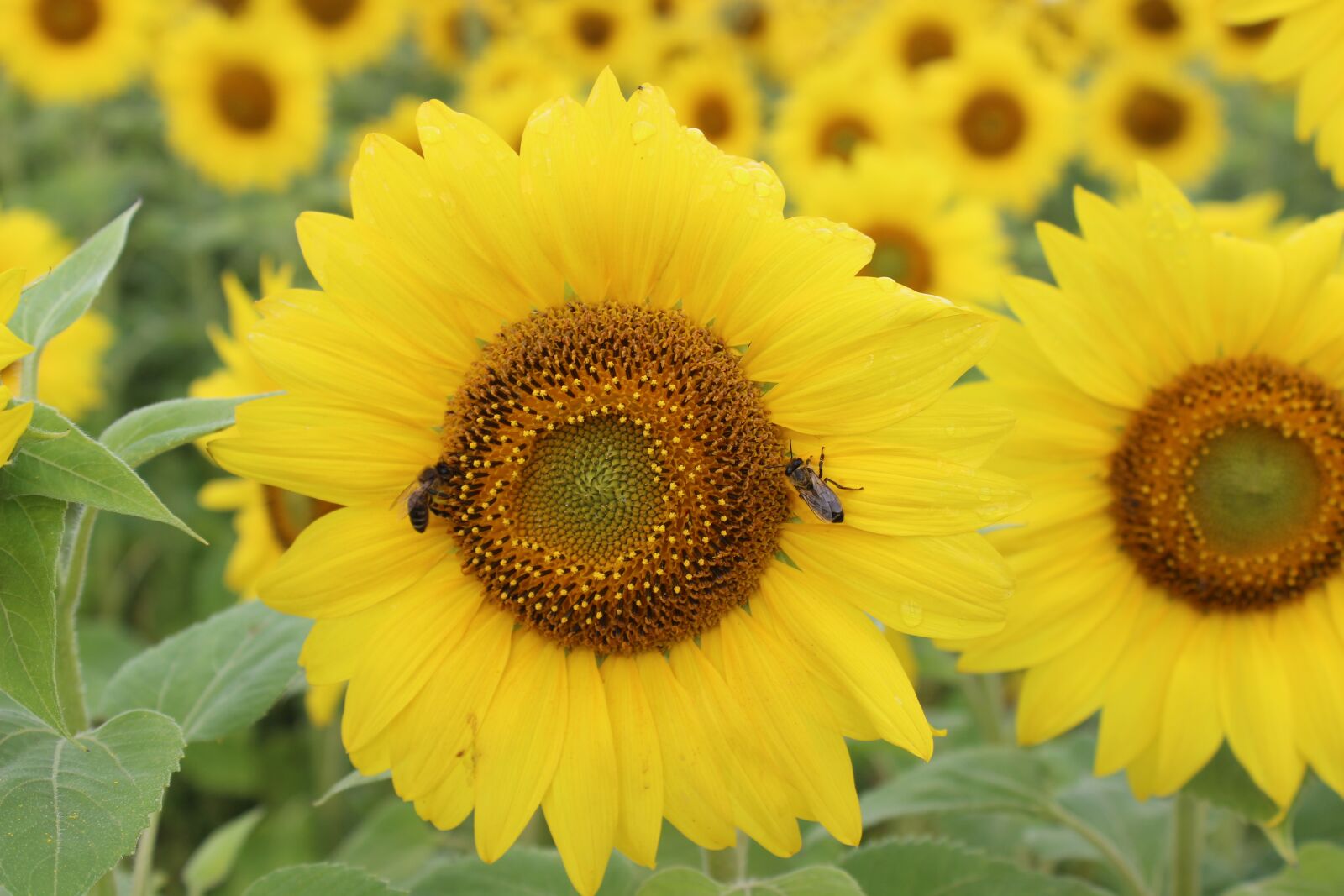 Canon EOS 600D (Rebel EOS T3i / EOS Kiss X5) sample photo. Sunflower, insect, petals photography
