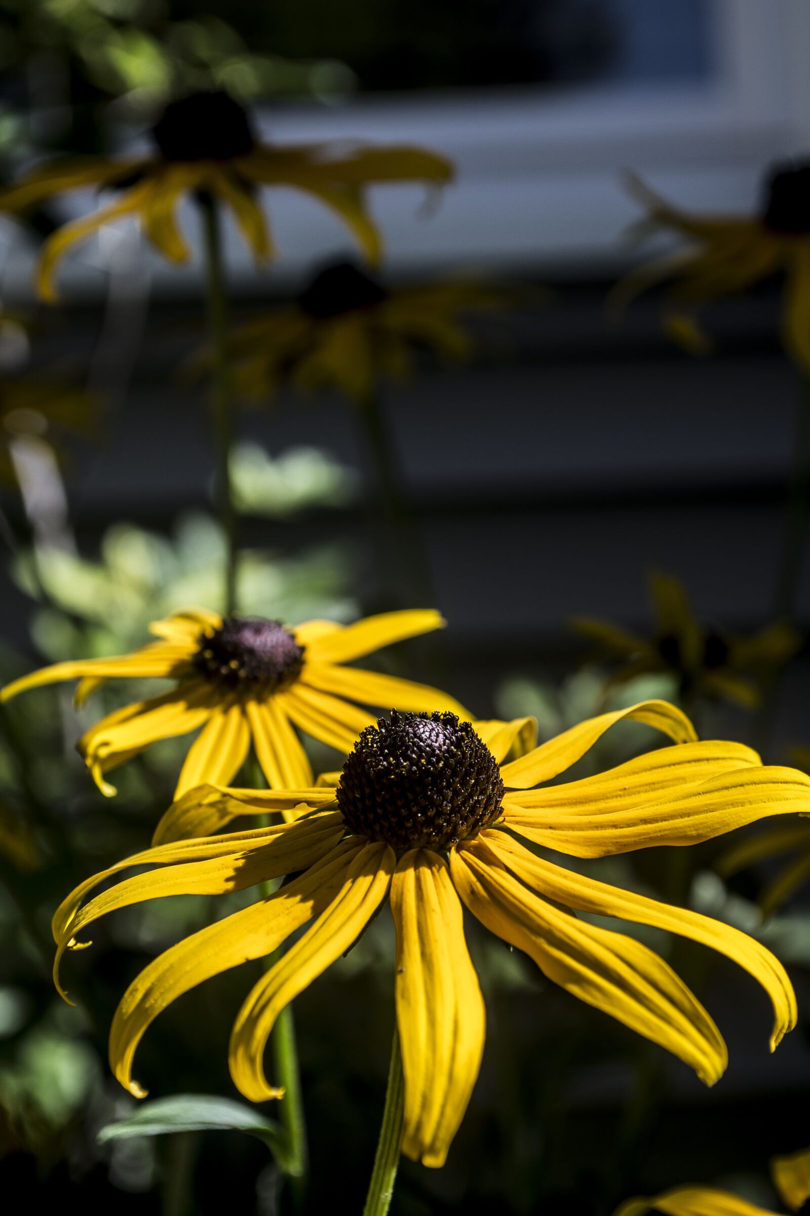 Nikon D5200 sample photo. Flowers, nature, plant photography