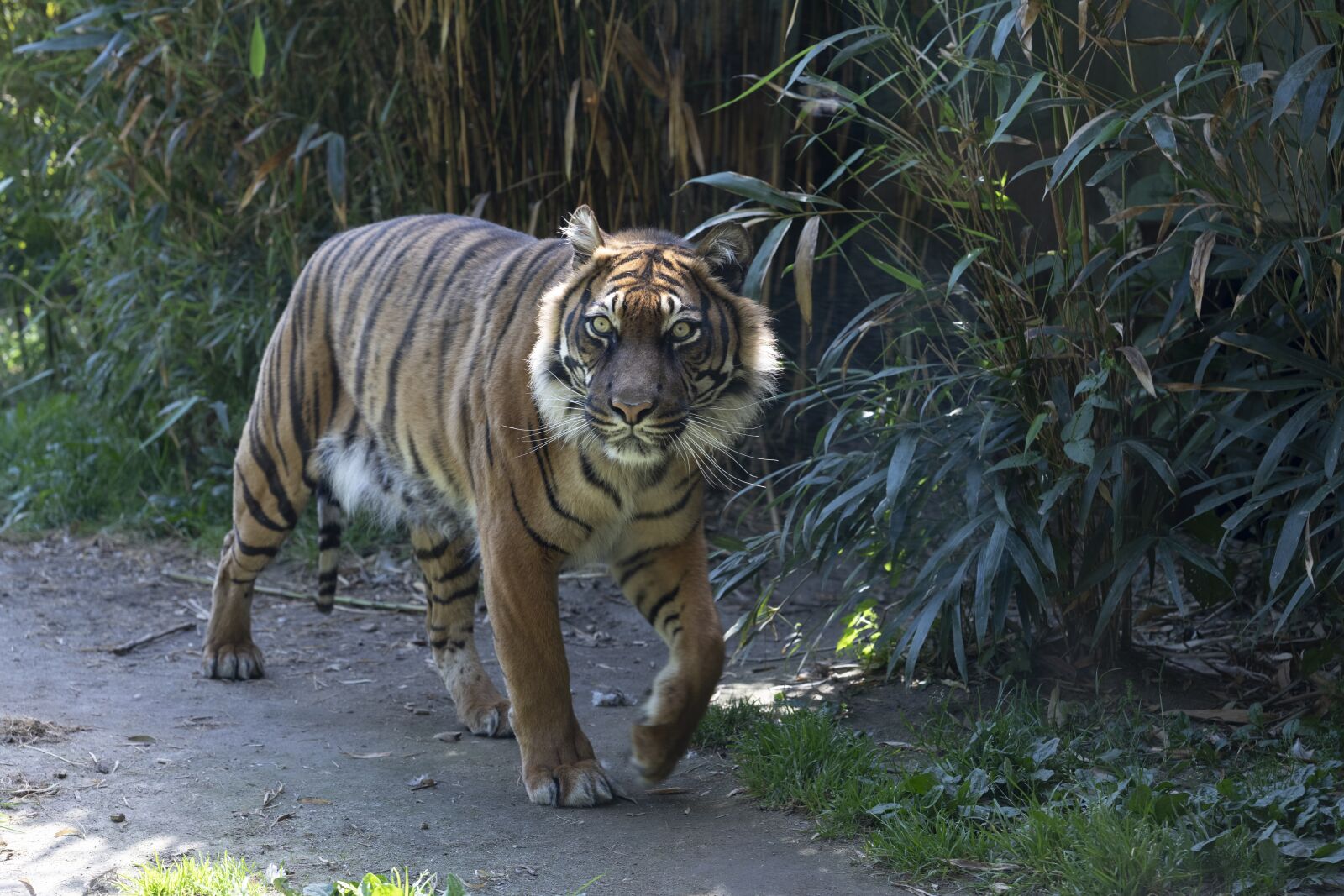 Nikon Z7 sample photo. Tiger, carnivore, predator photography