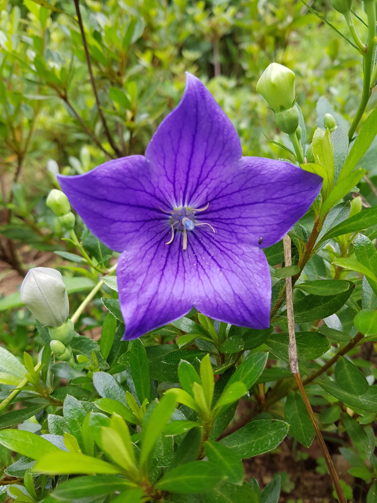 Samsung Galaxy S7 Edge sample photo. Bellflower, see flowers, bellflower photography