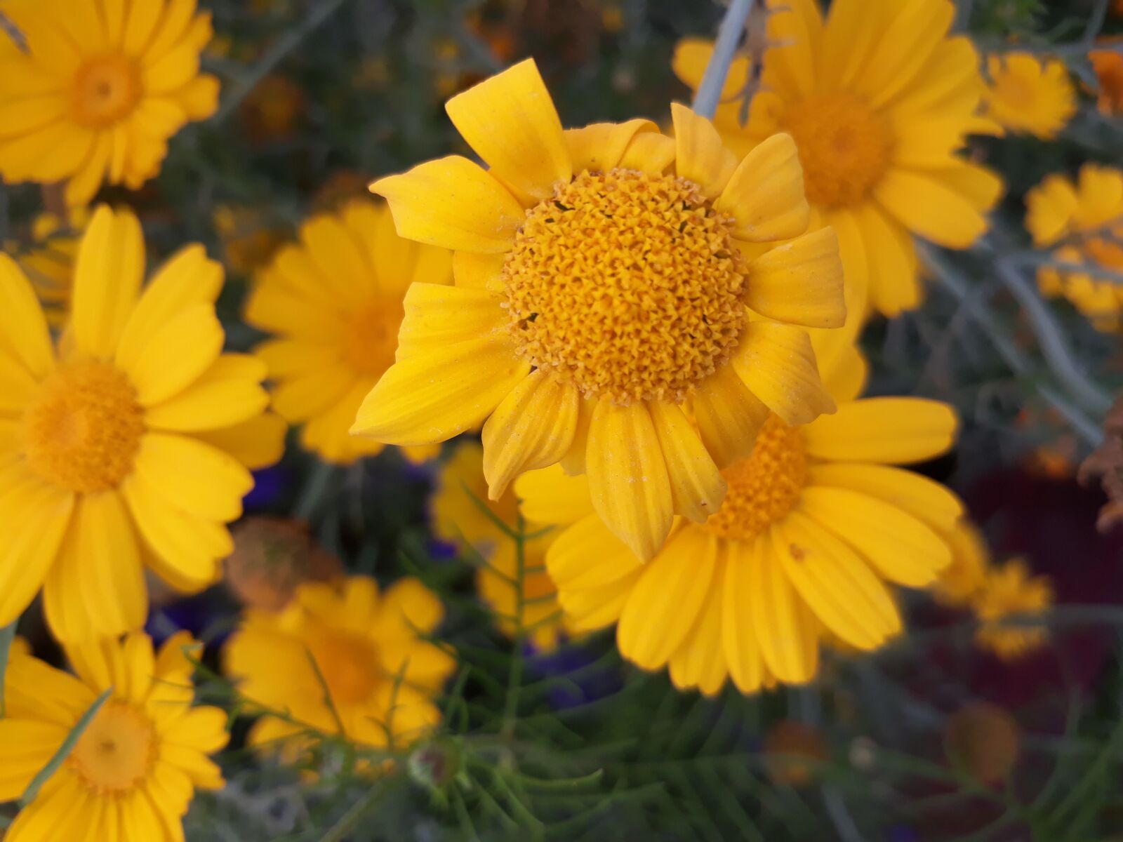 Samsung Galaxy J5 sample photo. Yellow, flowers, blossom photography