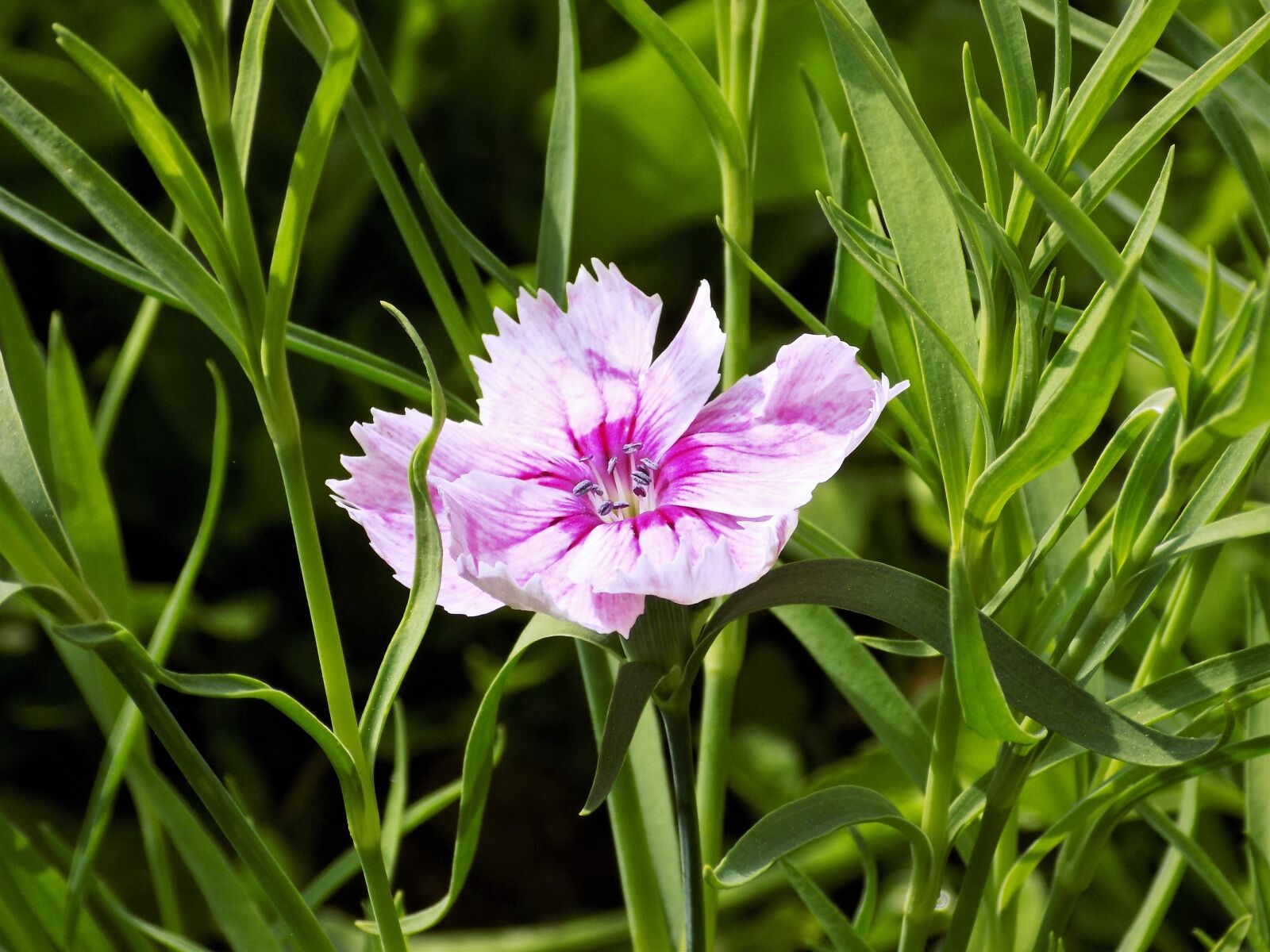 Nikon COOLPIX L340 sample photo. Nature, flora, flower photography