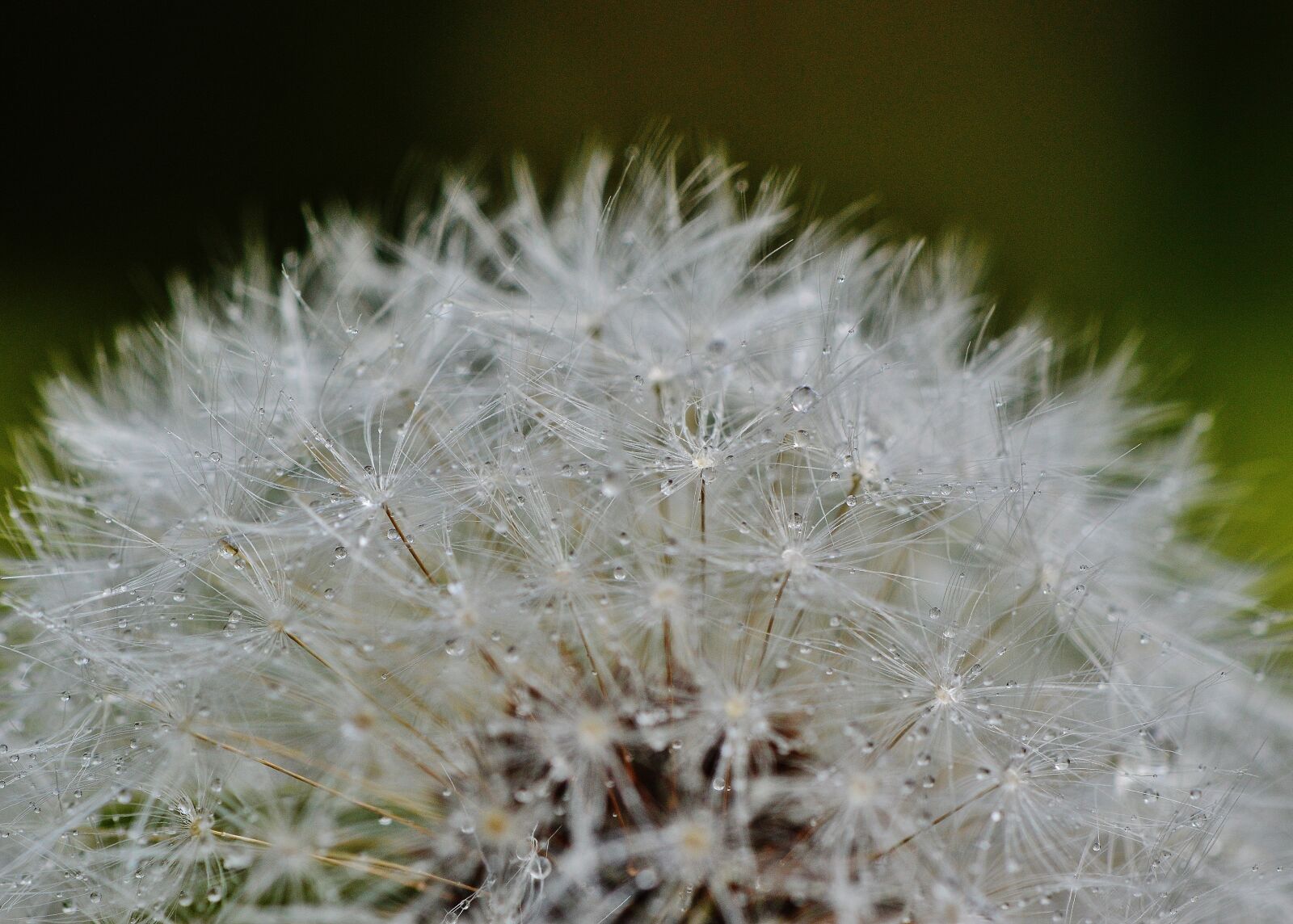 Nikon D3200 sample photo. Dandelion, plant, rain photography