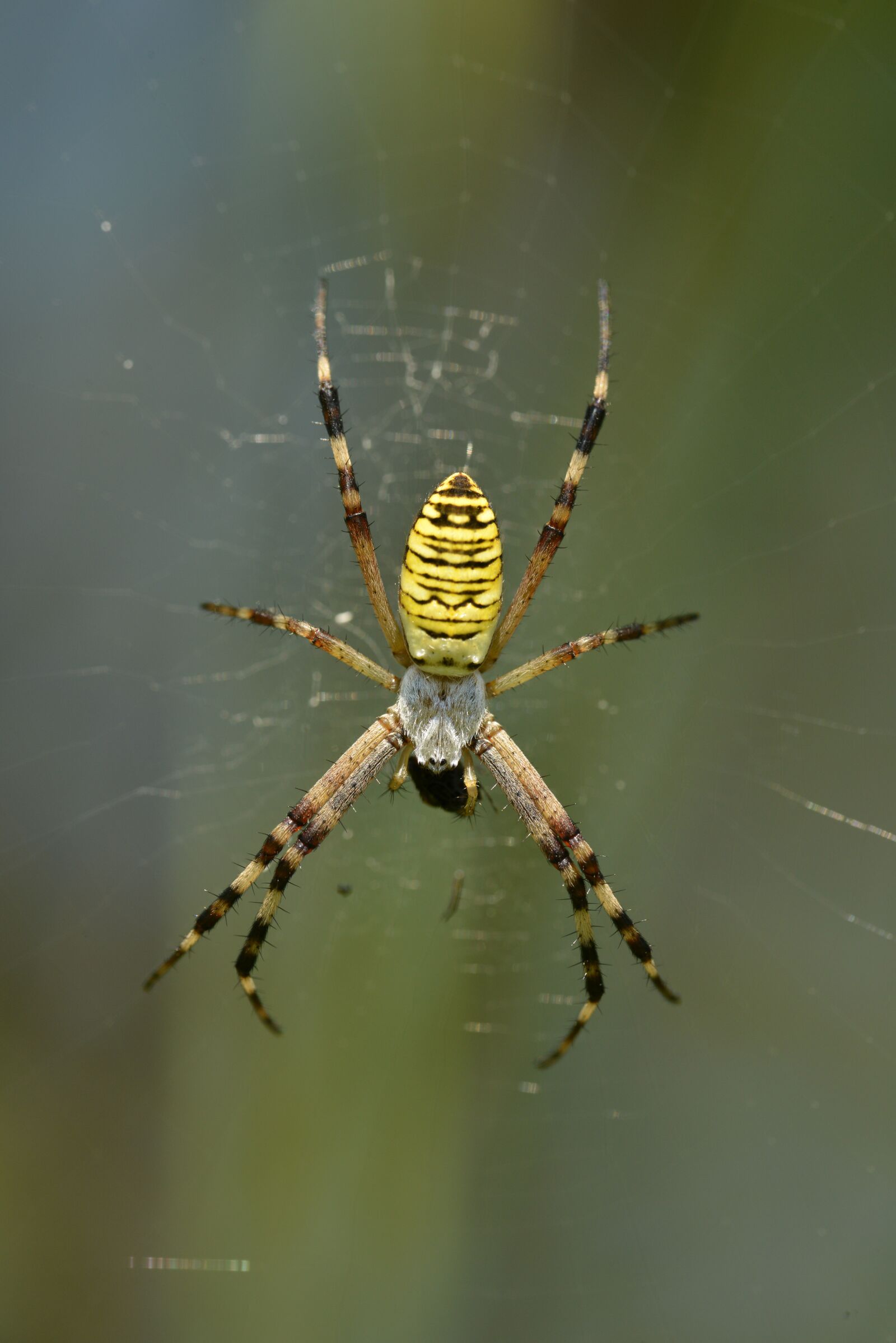 Nikon D800E sample photo. Spider, crusader, stripes photography