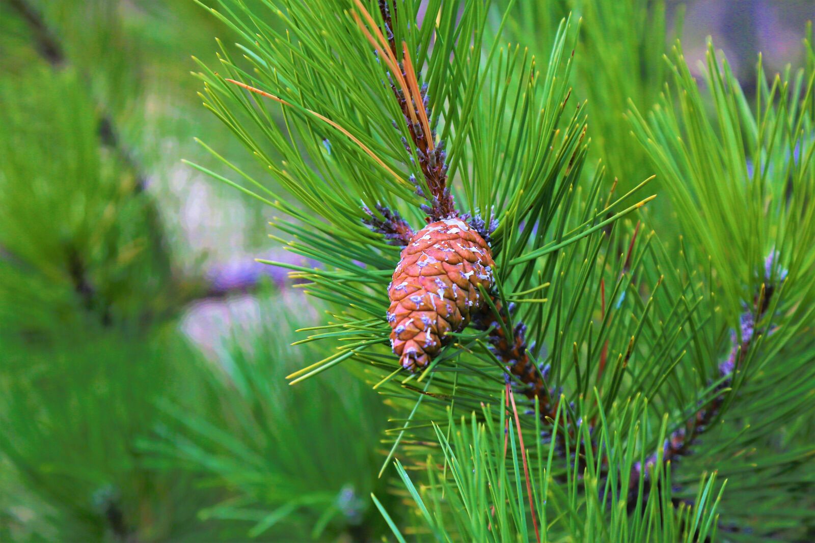 Canon EF 24-105mm F4L IS USM sample photo. Pine, cocoon, forest photography