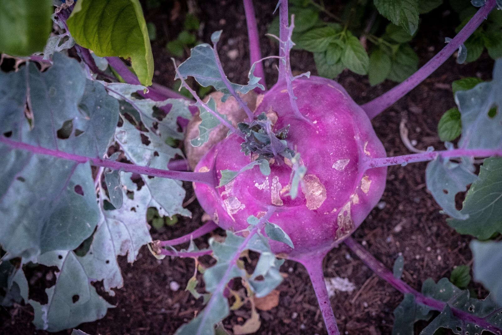 Fujifilm X-T2 sample photo. Kohl, red cabbage, food photography