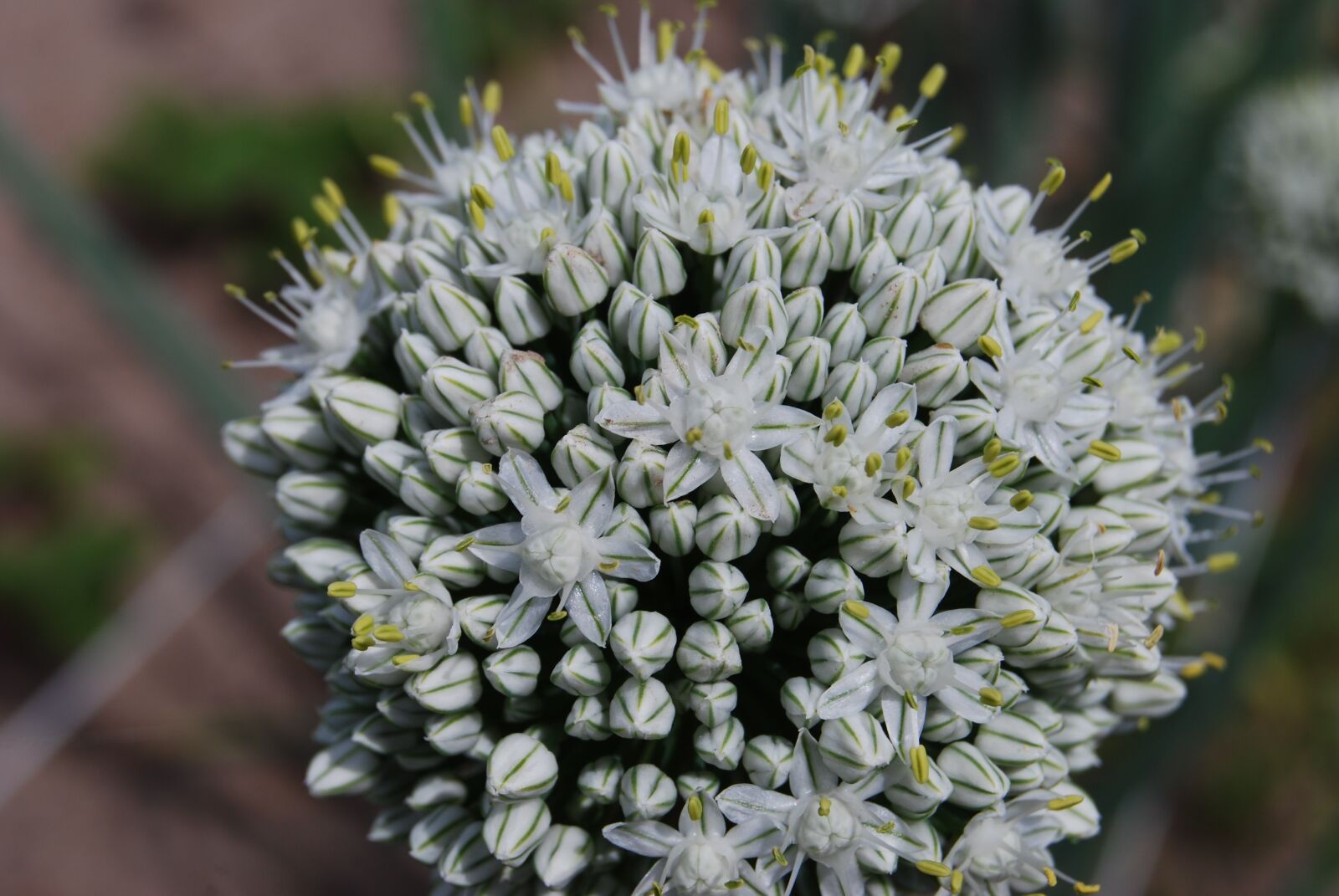 Nikon D60 sample photo. Chives, flower, blooms photography