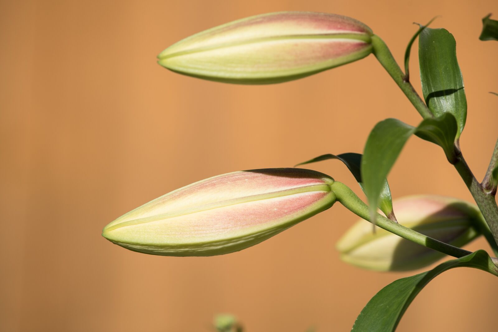 Nikon D750 sample photo. Lily, bud, plant photography