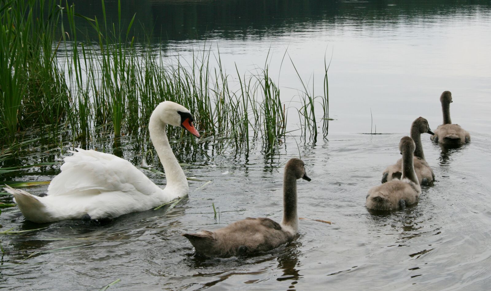 Canon EOS 400D (EOS Digital Rebel XTi / EOS Kiss Digital X) sample photo. Swans, swimming, water photography