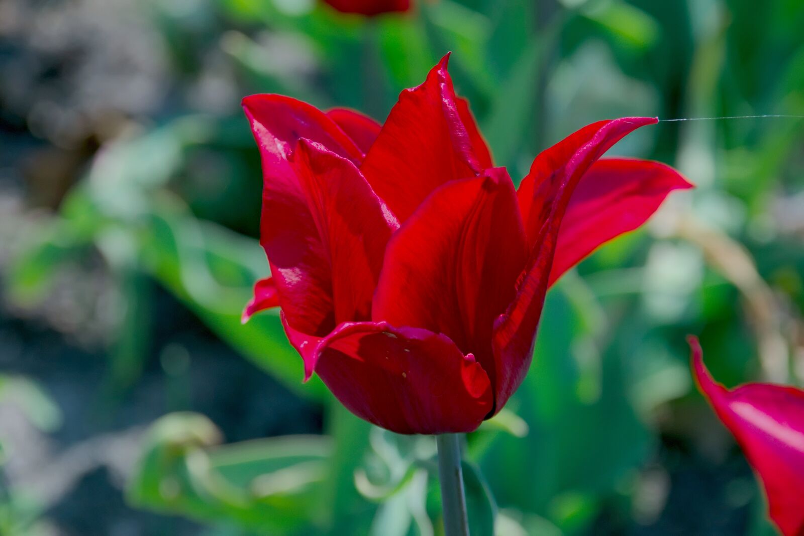 Nikon D3300 sample photo. Tulip, red, spring photography