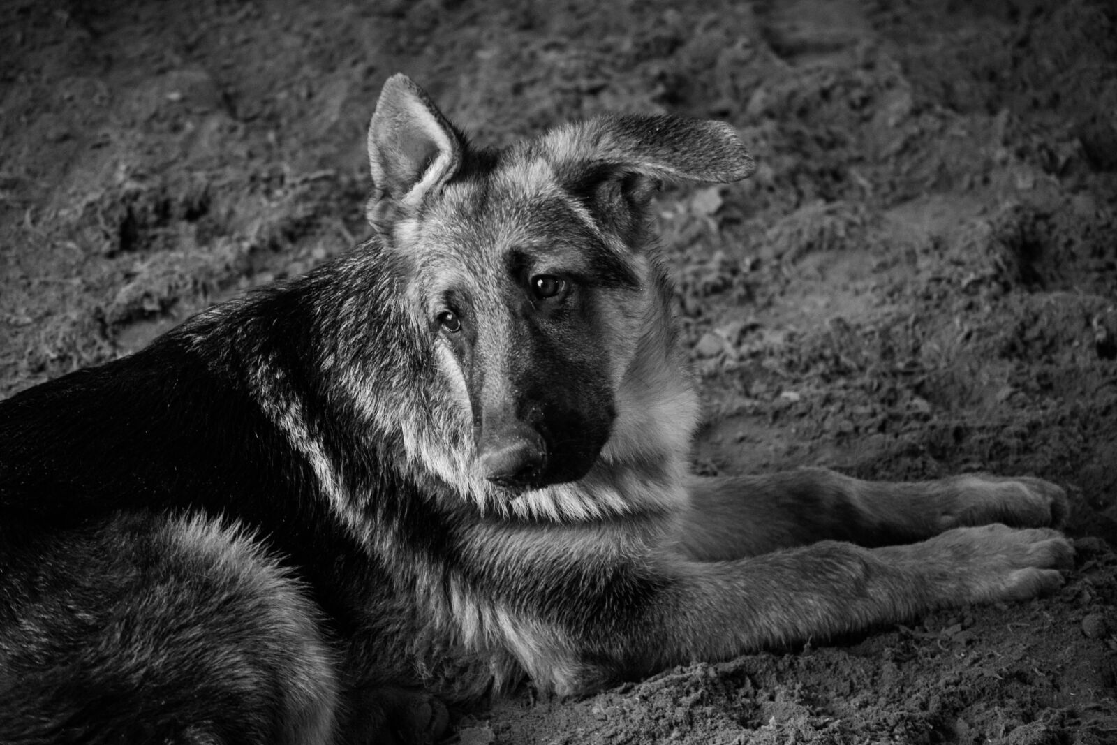 Nikon D3100 sample photo. Dog, pastor, black and photography