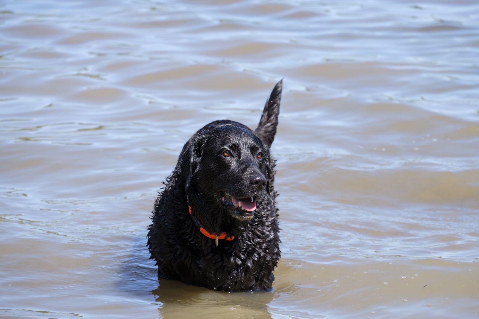 Fujifilm X-T2 + Fujifilm XF 55-200mm F3.5-4.8 R LM OIS sample photo. Dog, swim, water photography