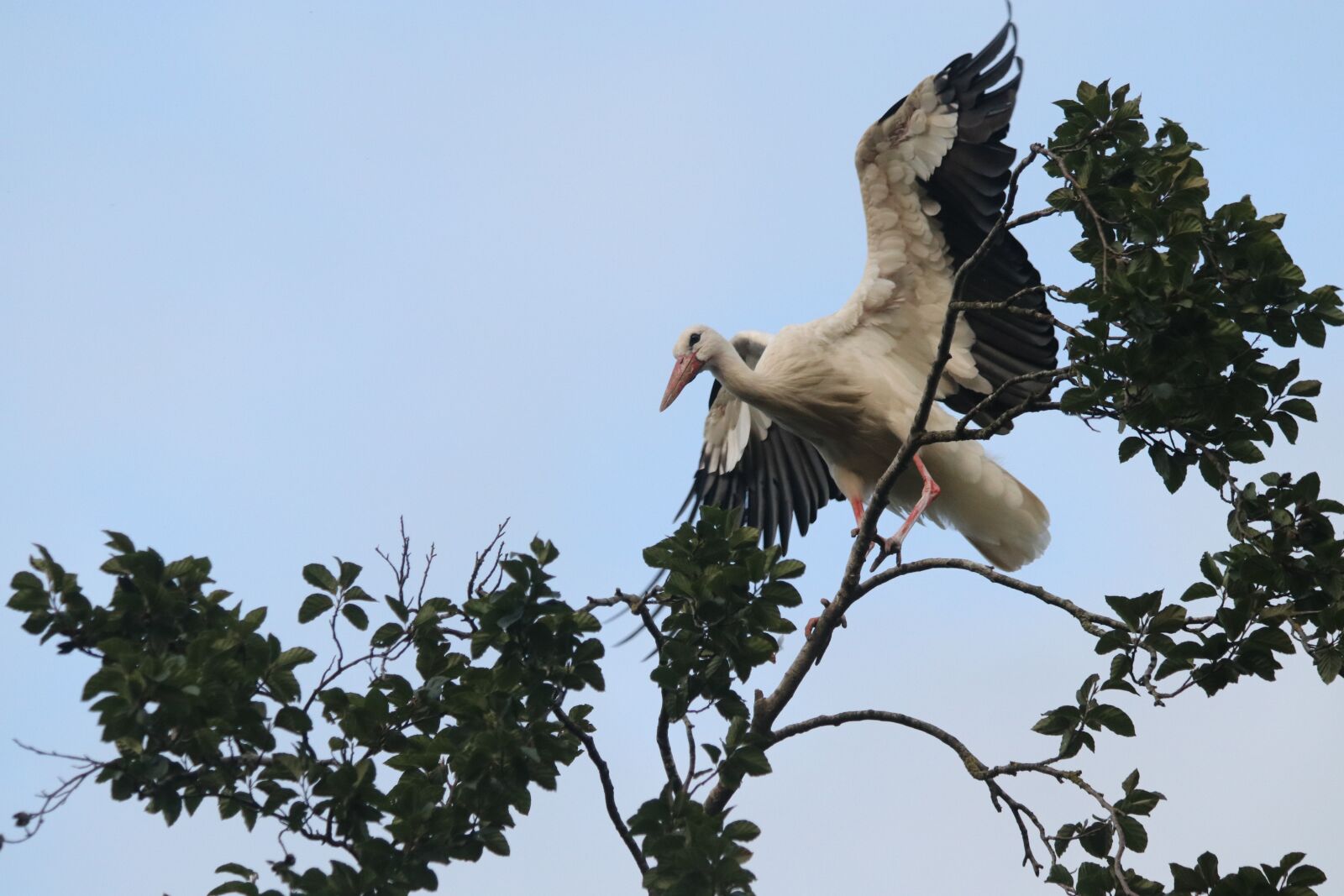 Canon EOS 80D + Canon EF 70-300mm F4-5.6 IS USM sample photo. Stork, wing, tree photography