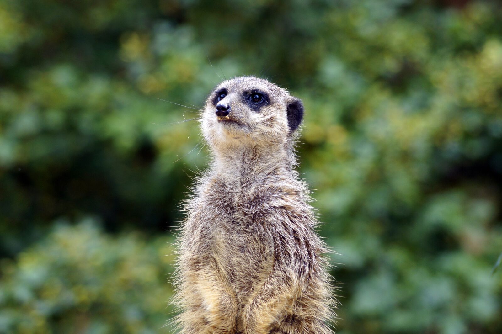 Sony SLT-A58 + Sony DT 55-200mm F4-5.6 SAM sample photo. Mongoose, zoo, állatportré photography