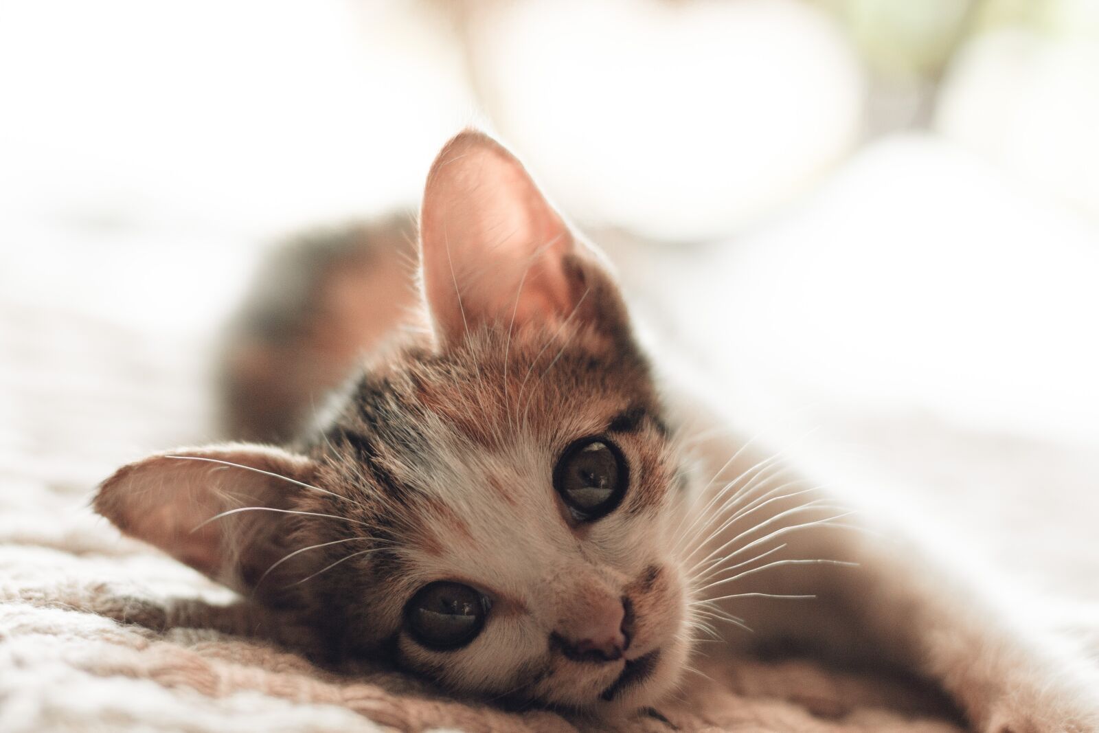 Canon EOS 700D (EOS Rebel T5i / EOS Kiss X7i) + Canon EF 50mm F1.4 USM sample photo. Cute, animal, young photography
