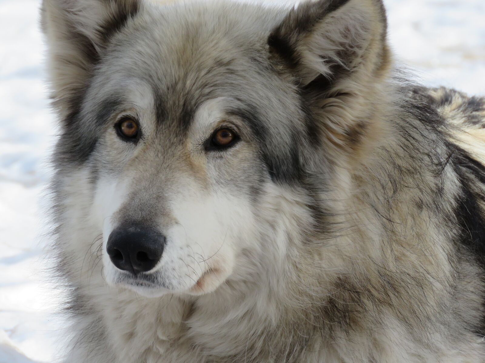 Canon PowerShot SX60 HS sample photo. Wolfdog, wolf, dog photography