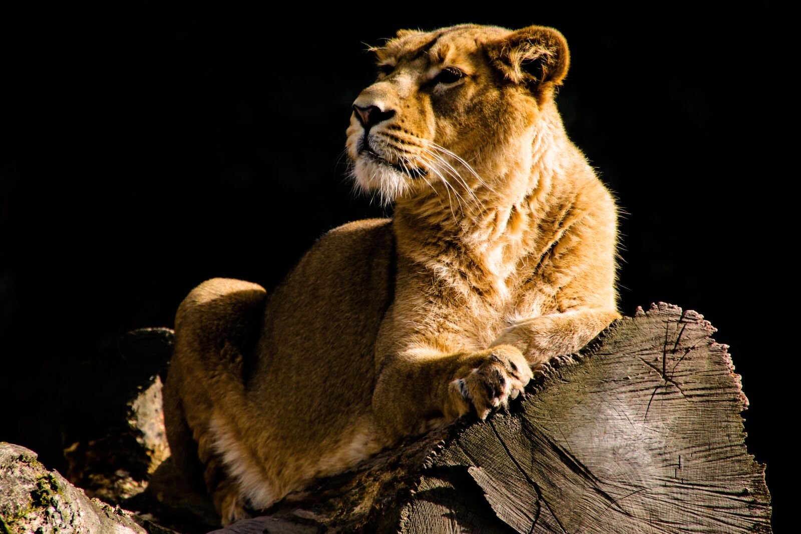 Canon EOS 70D sample photo. Animal world, lion, big photography