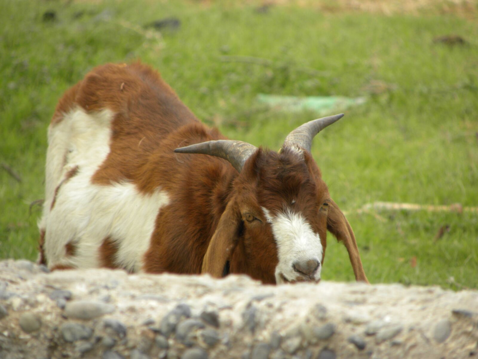 Nikon Coolpix P90 sample photo. Goat, horns, kid photography