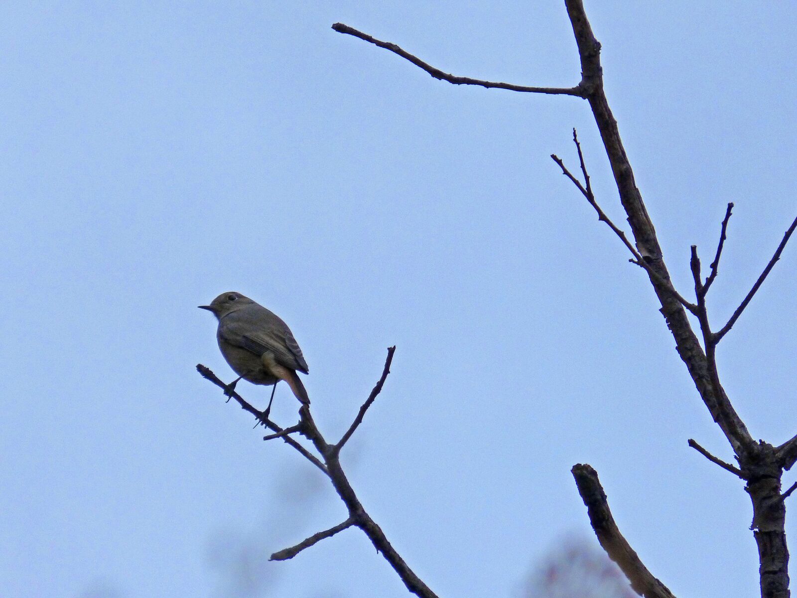 Panasonic DMC-FZ62 sample photo. Robin, bird, autumn photography