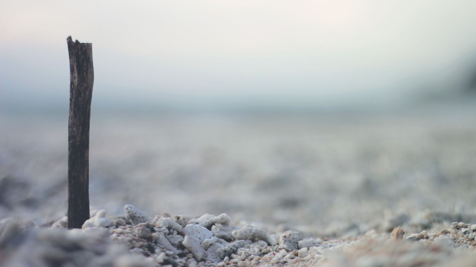 Canon EF 50mm F1.8 II sample photo. Stick, beach, sand photography
