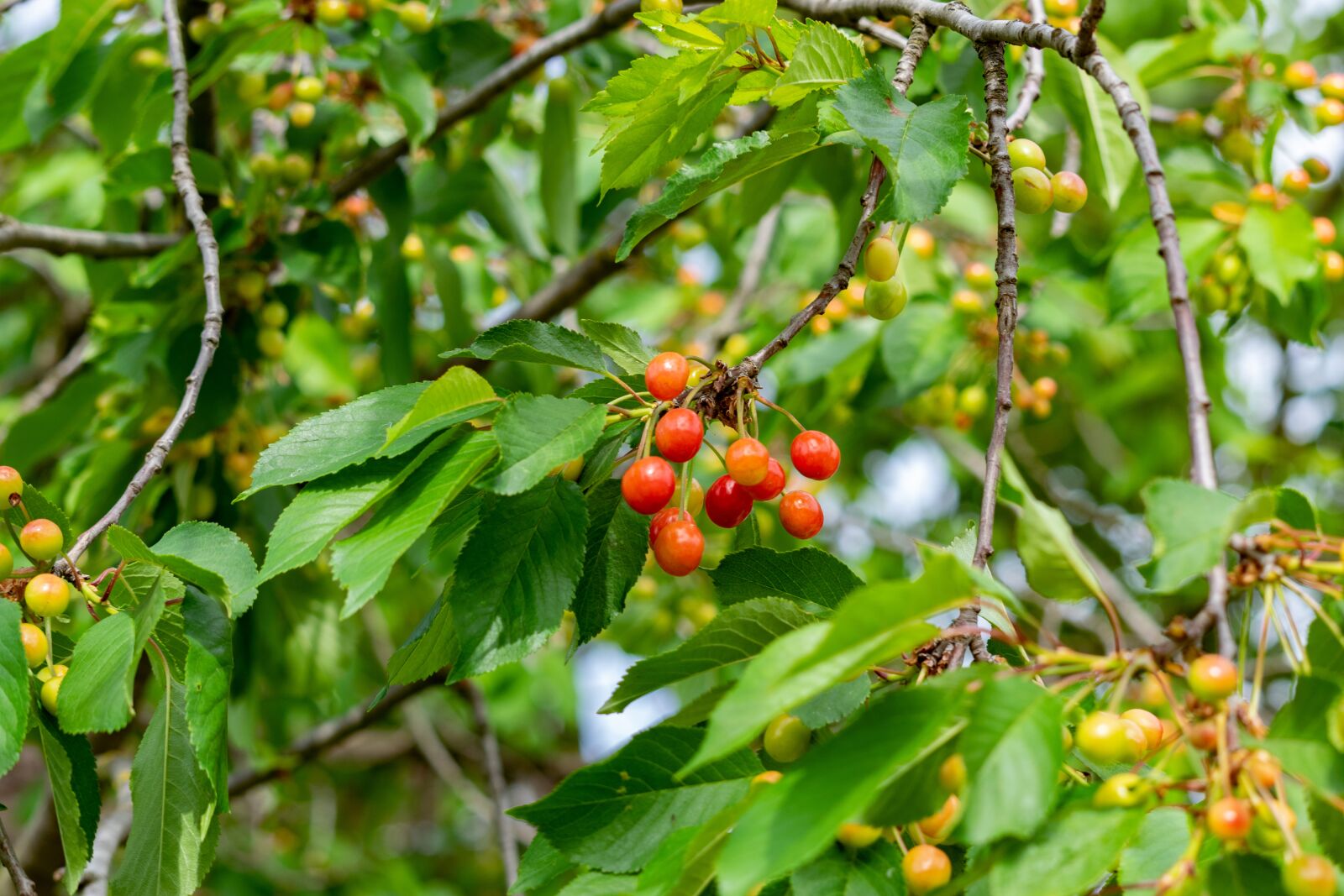 Nikon D3300 sample photo. Wood, foliage, branch photography