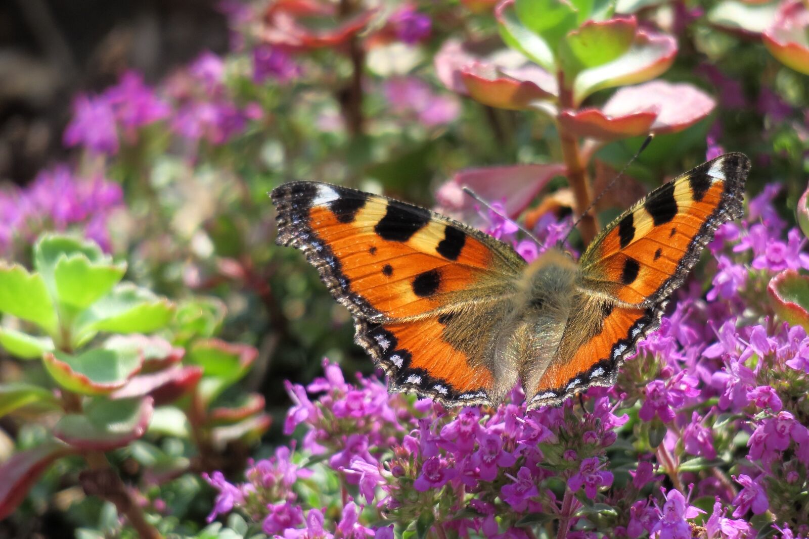 Canon PowerShot G3 X sample photo. Little fox, butterfly, insect photography