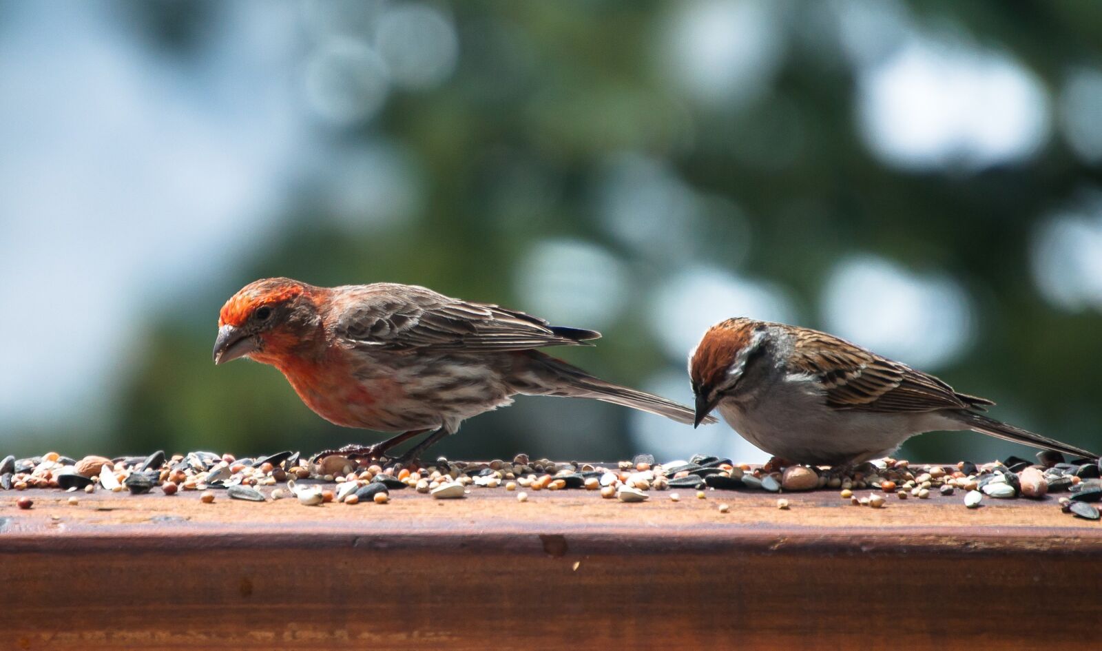 Nikon D5000 sample photo. Bird, finch, feeding photography